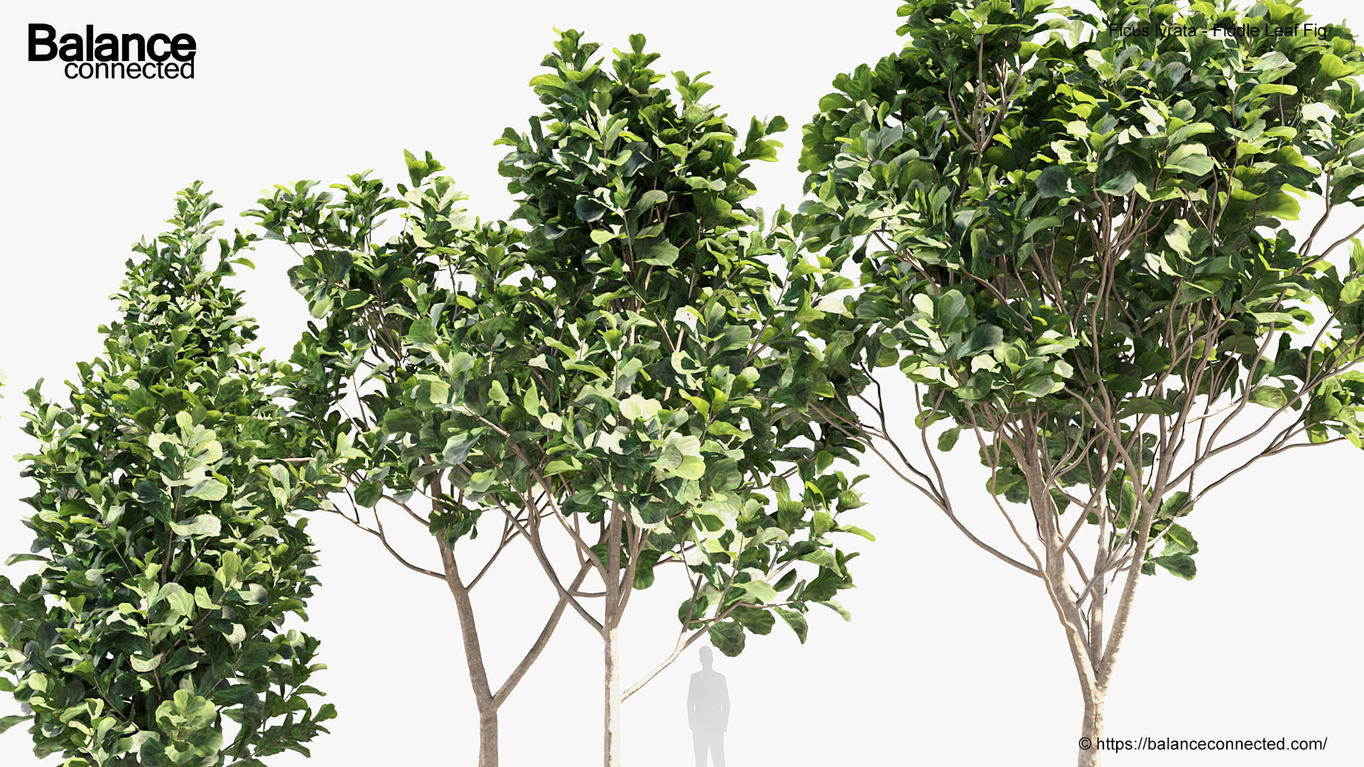 Ficus lyrata Fiddle Leaf Fig 3D model_6