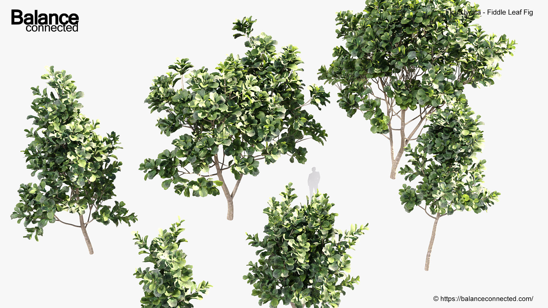 Ficus lyrata Fiddle Leaf Fig 3D model_5