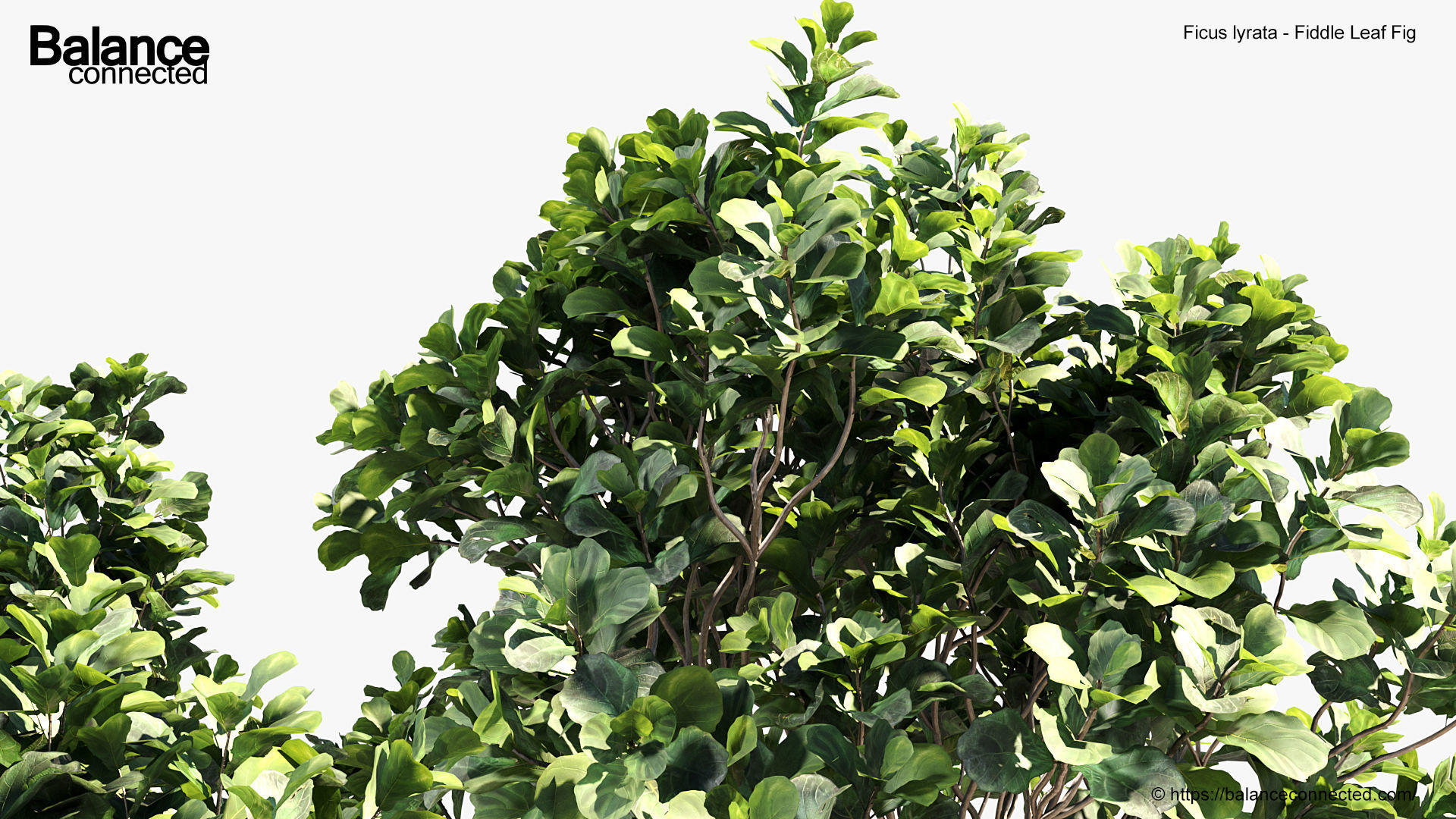 Ficus lyrata Fiddle Leaf Fig 3D model_7