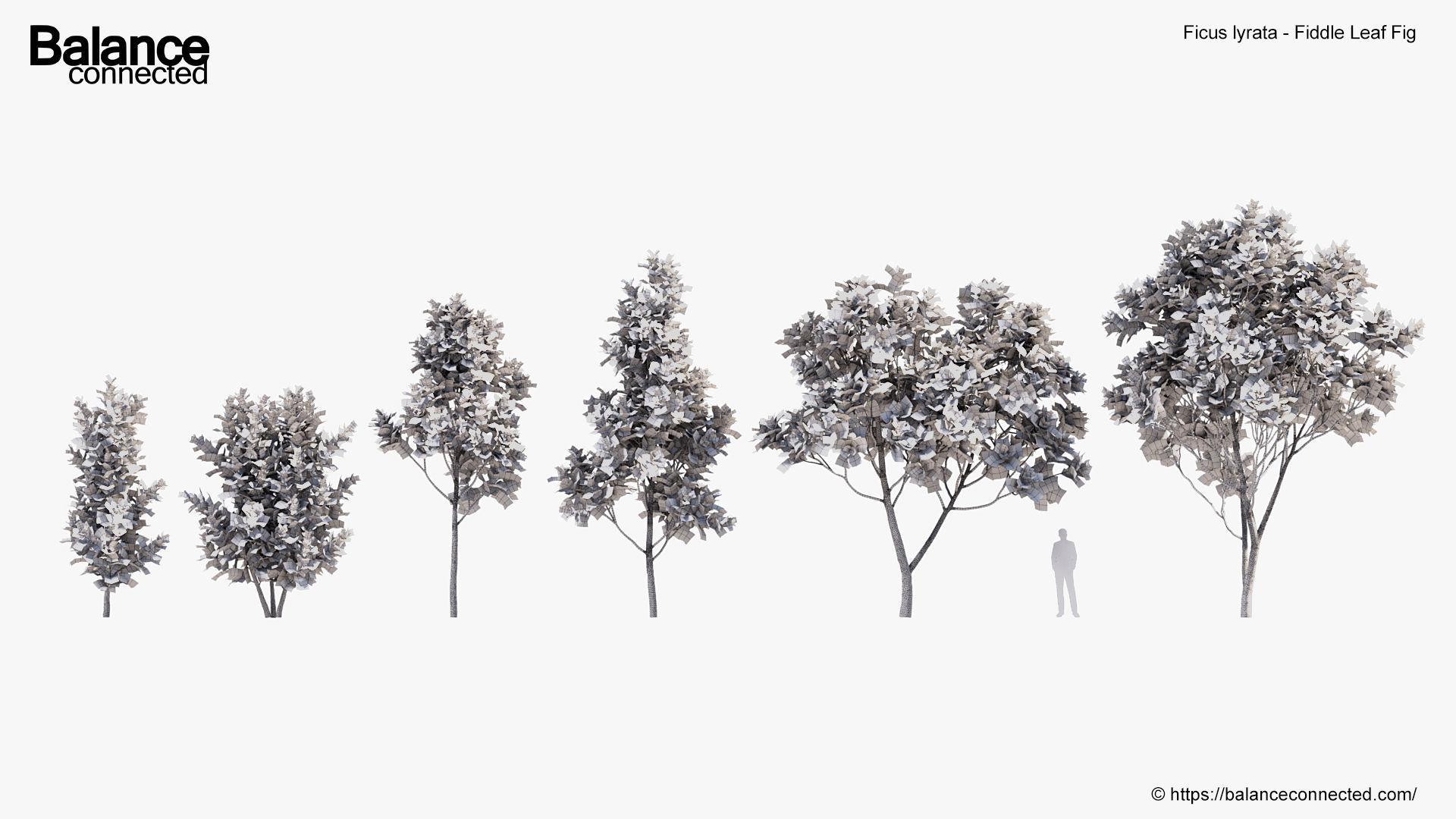 Ficus lyrata Fiddle Leaf Fig 3D model_8