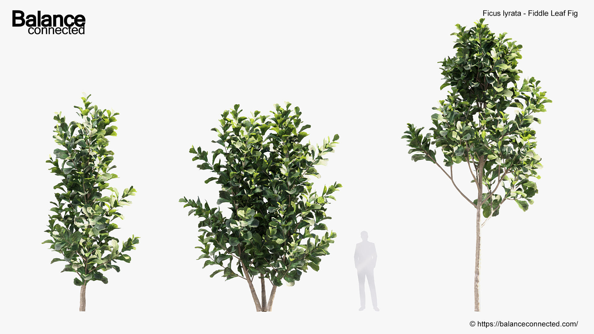 Ficus lyrata Fiddle Leaf Fig 3D model_2
