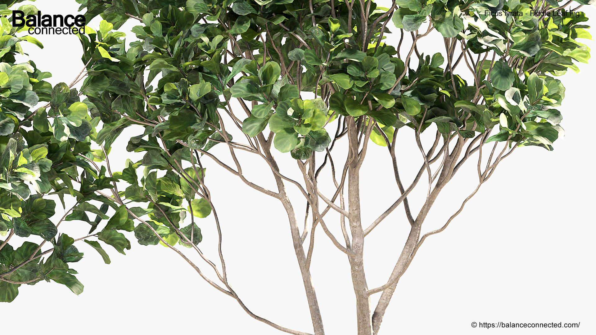 Ficus lyrata Fiddle Leaf Fig 3D model_4