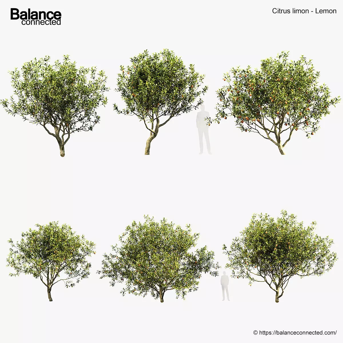 Citrus limon Lemon 3D model_0