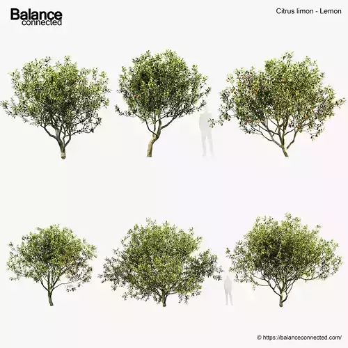 Citrus limon Lemon