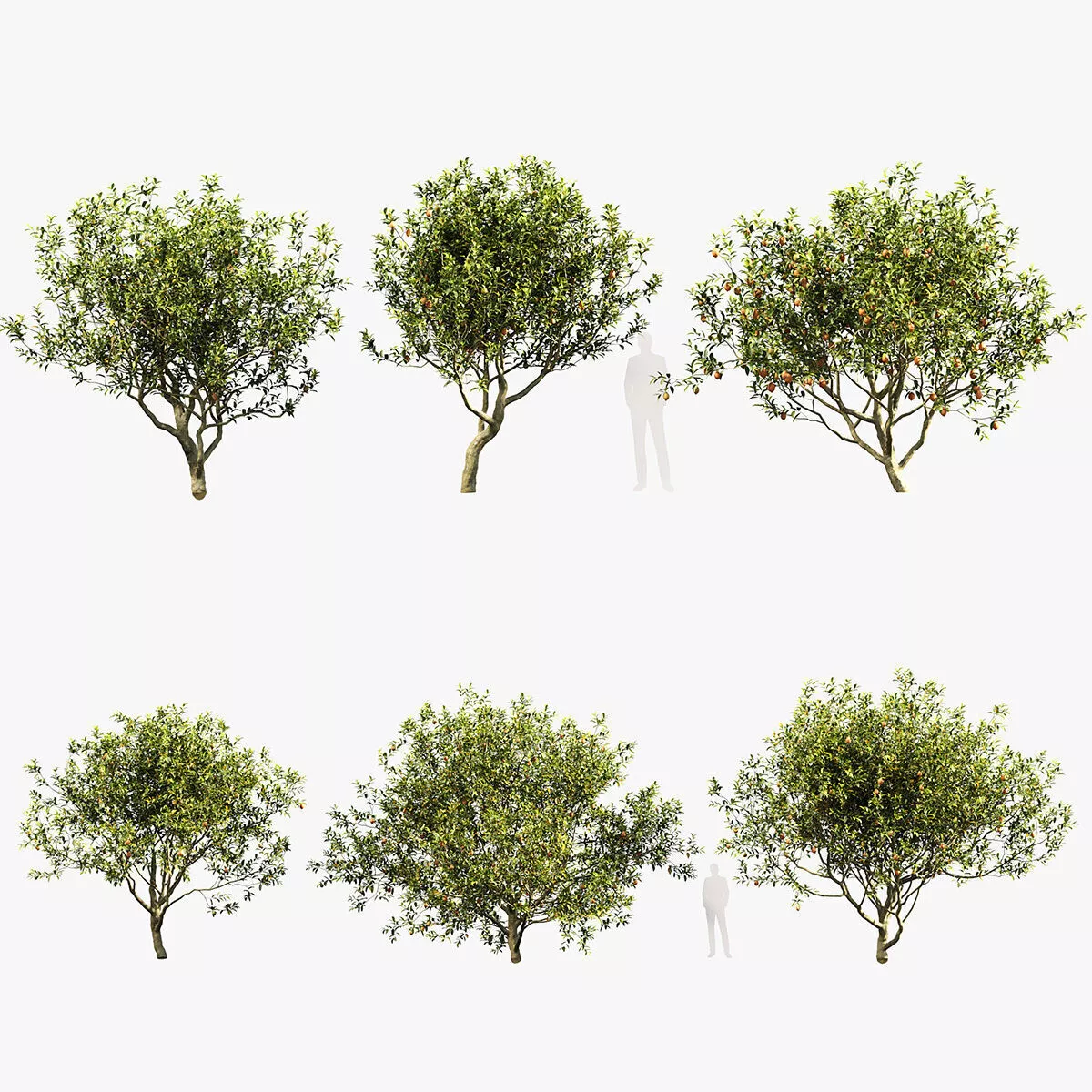 Citrus limon- Lemon Tree 3D model