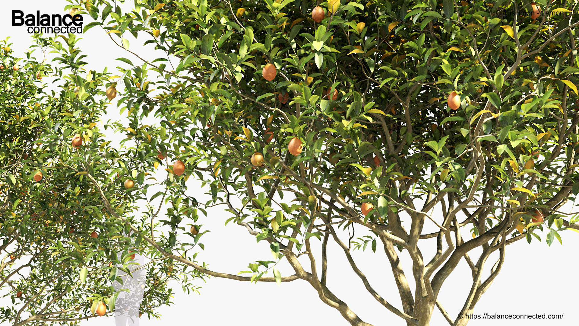 Citrus limon Lemon 3D model_6