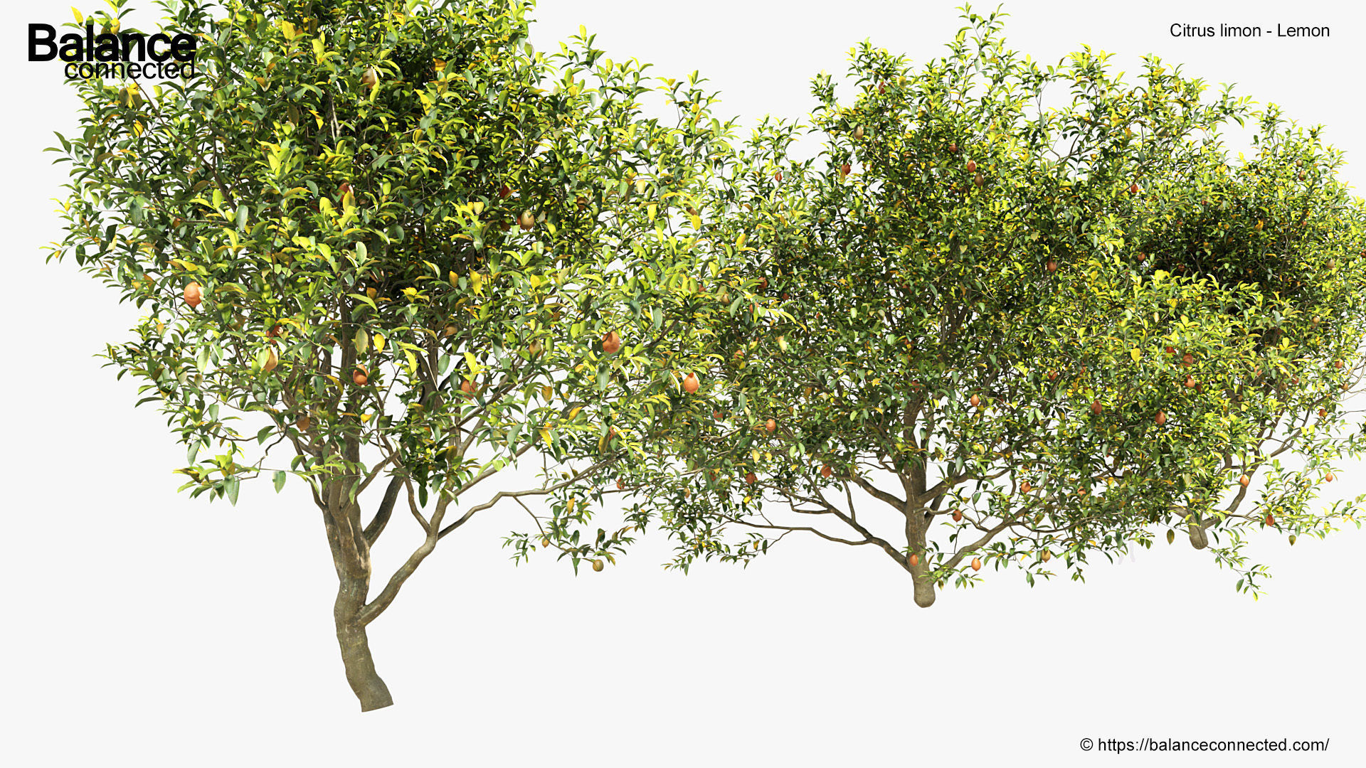 Citrus limon Lemon 3D model_5