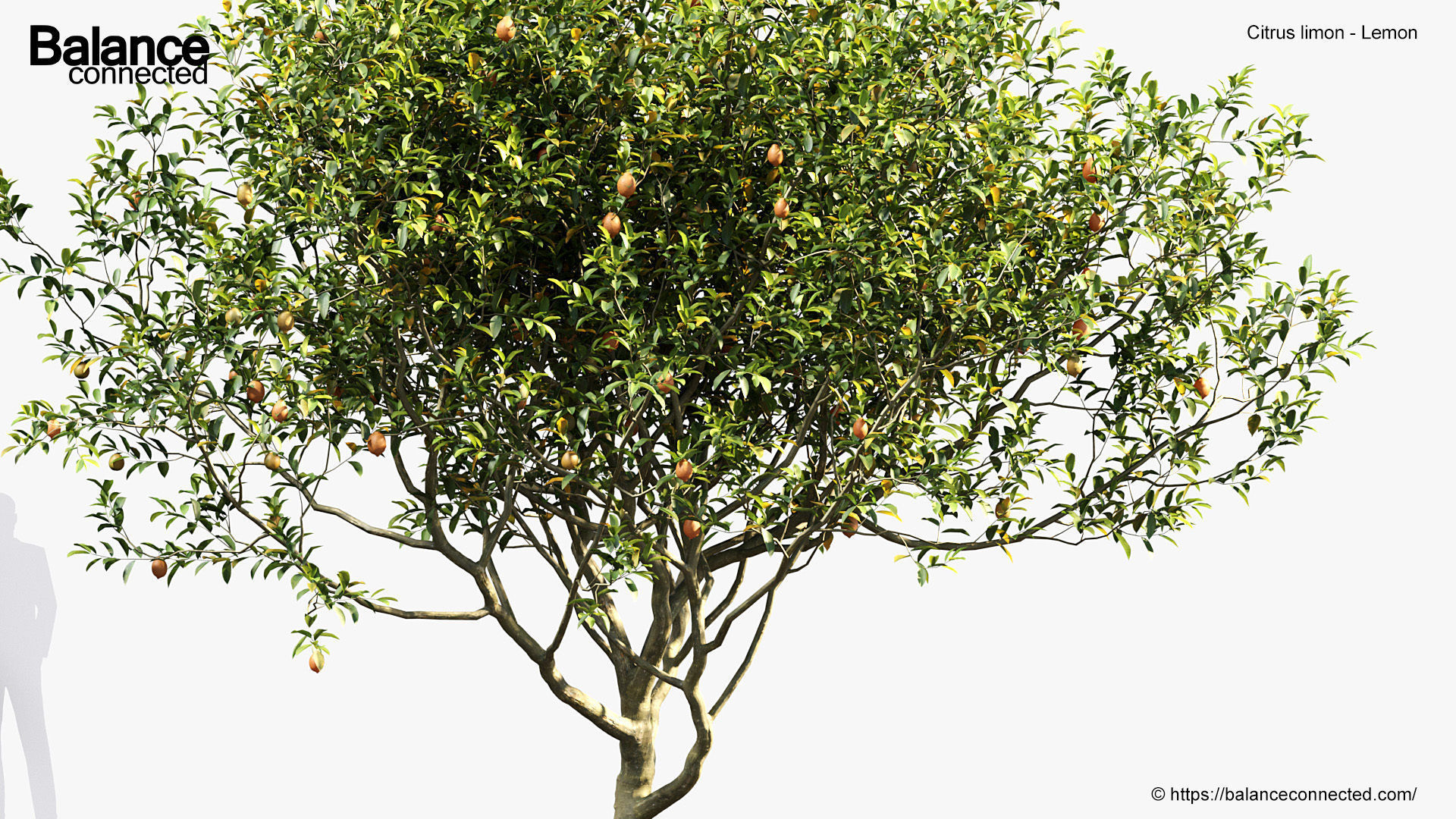 Citrus limon Lemon 3D model_4