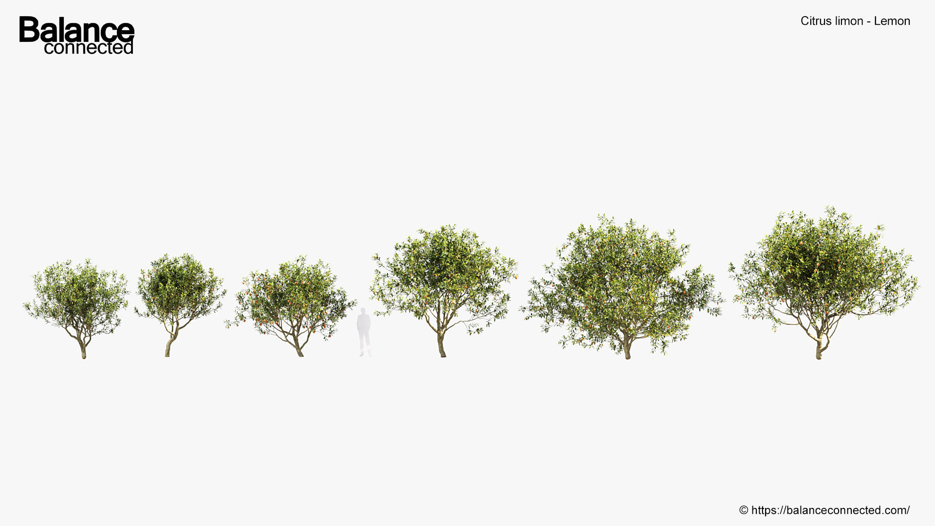 Citrus limon Lemon 3D model_1