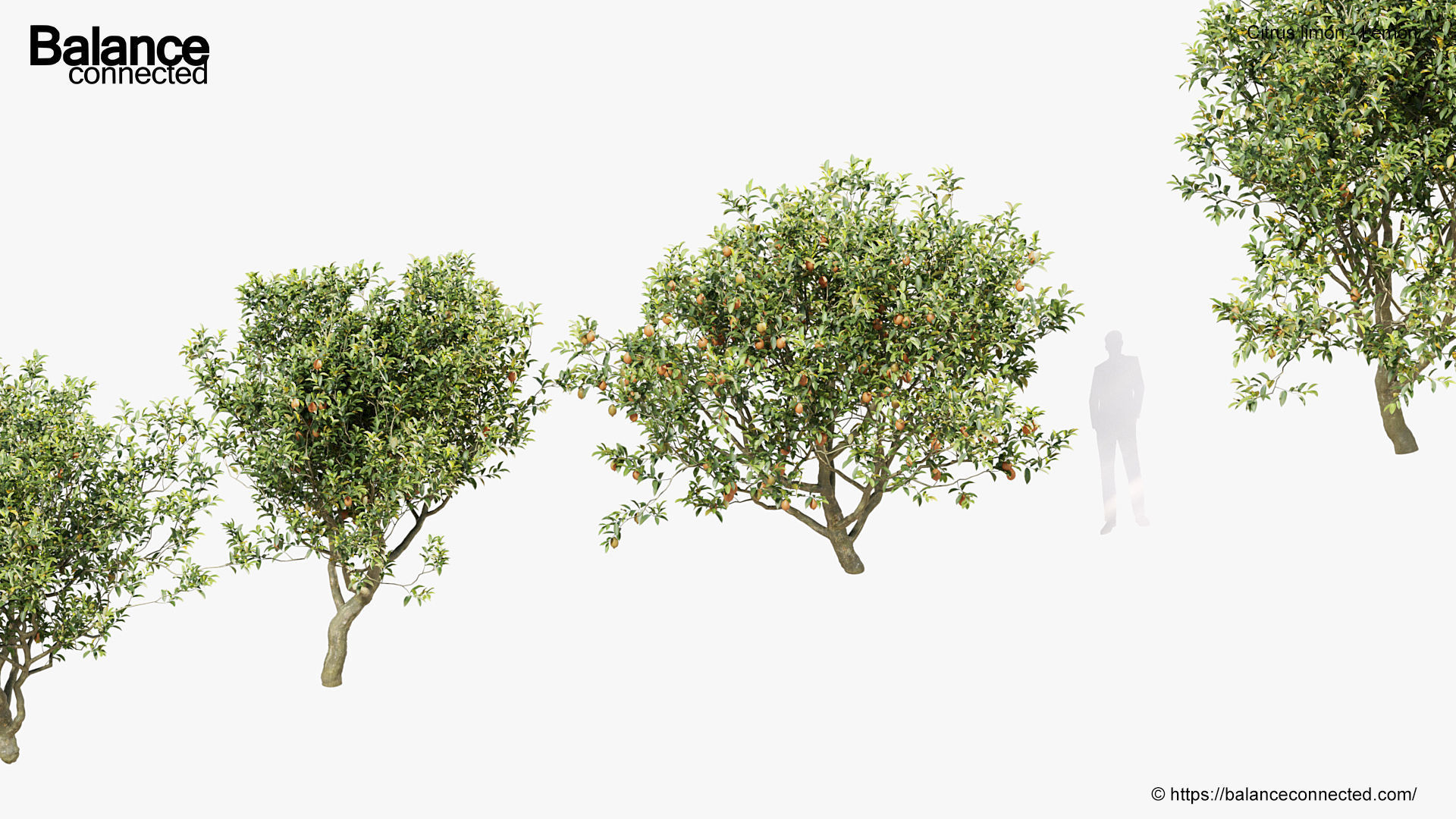 Citrus limon Lemon 3D model_7