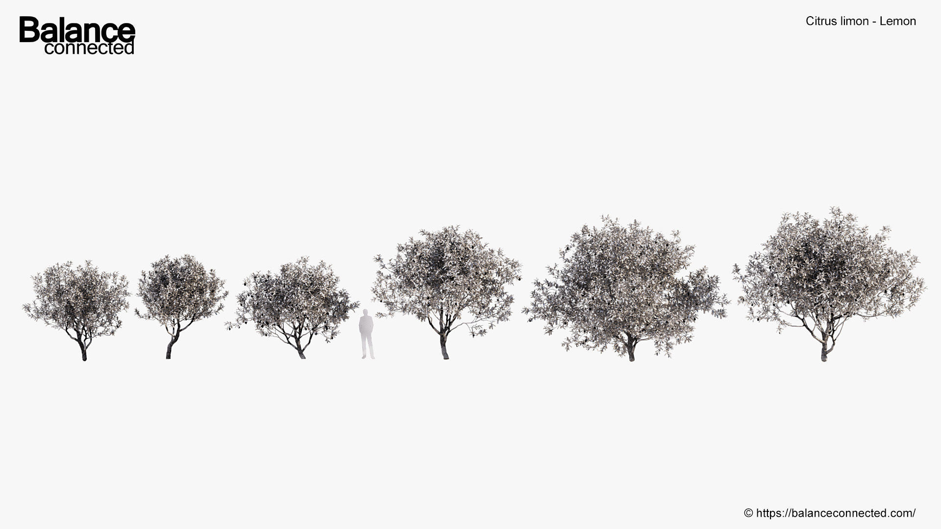 Citrus limon Lemon 3D model_8