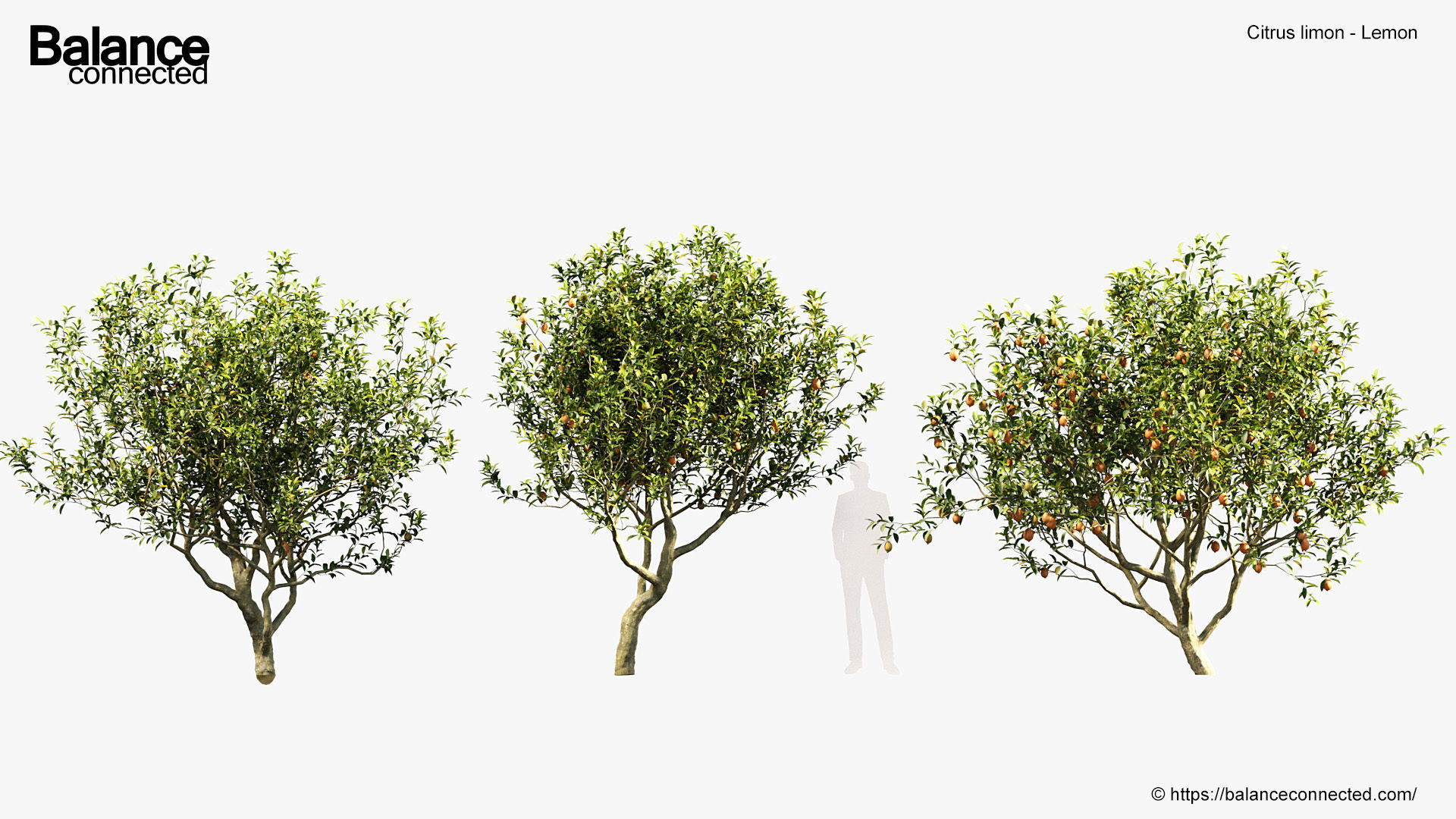 Citrus limon Lemon 3D model_2