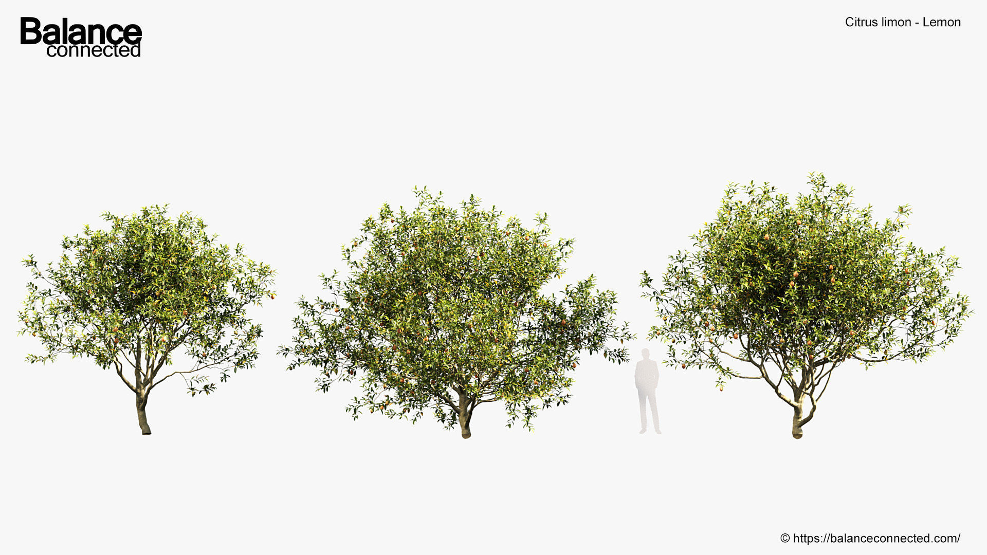 Citrus limon Lemon 3D model_3