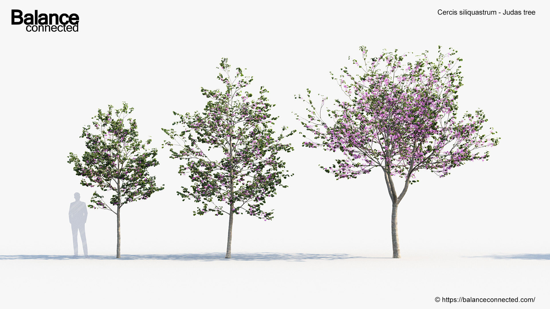 Cercis siliquastrum Judas tree 3D model_2