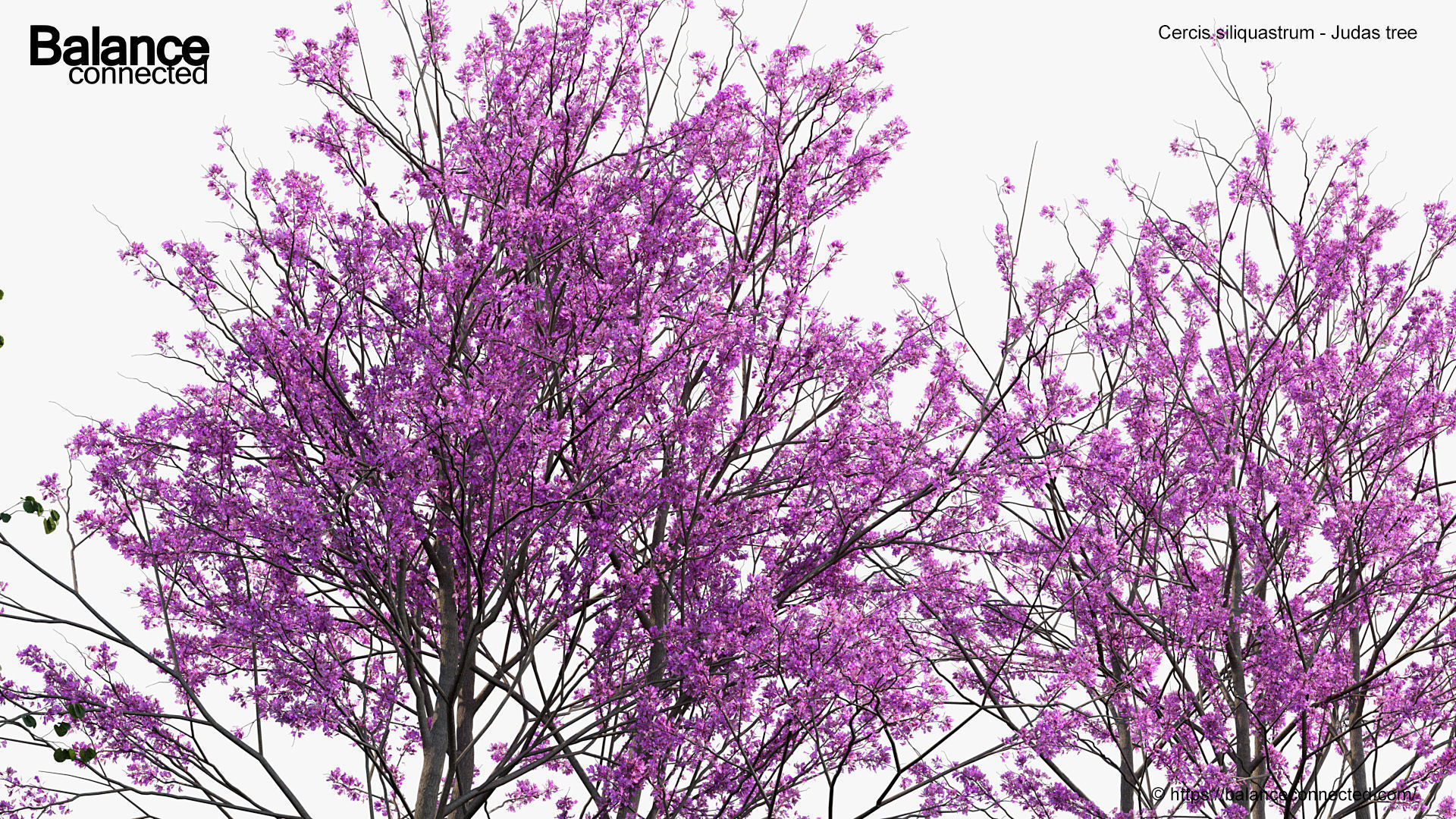 Cercis siliquastrum Judas tree 3D model_5
