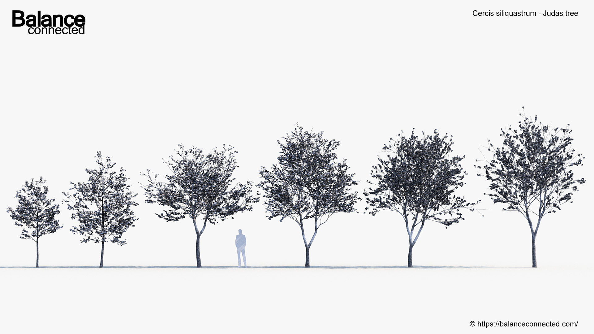 Cercis siliquastrum Judas tree 3D model_8