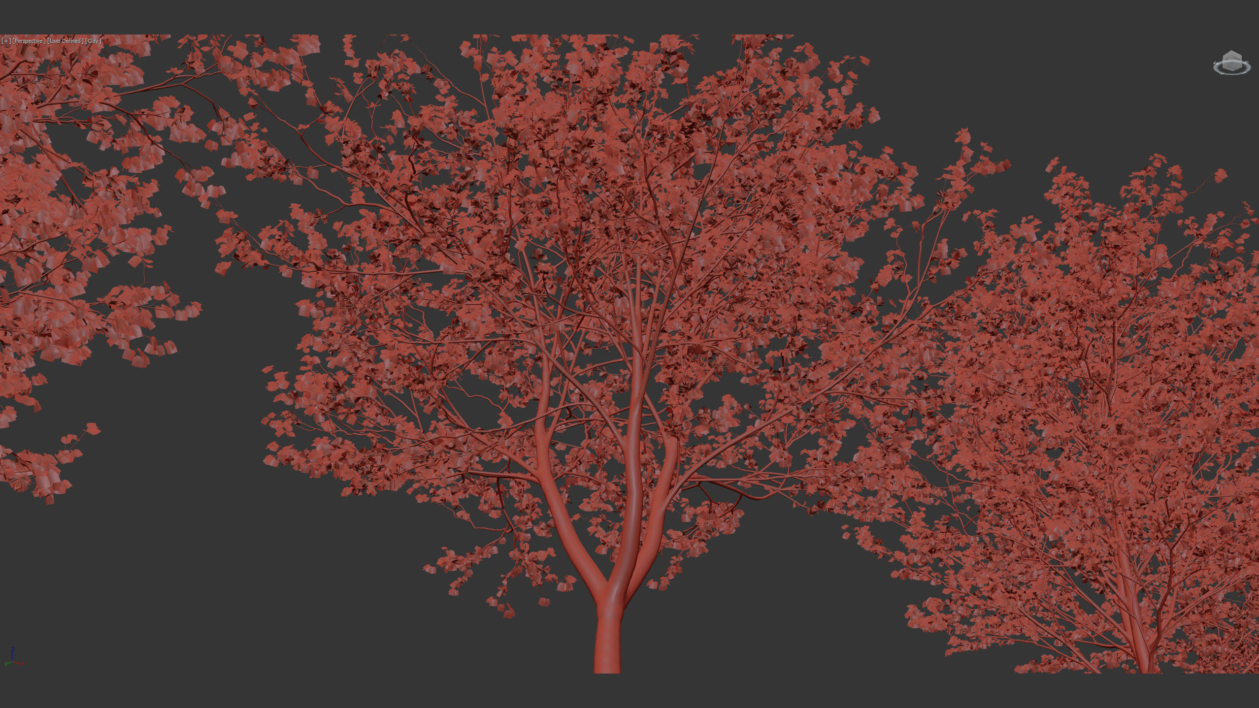 Cercis siliquastrum Judas tree 3D model_11