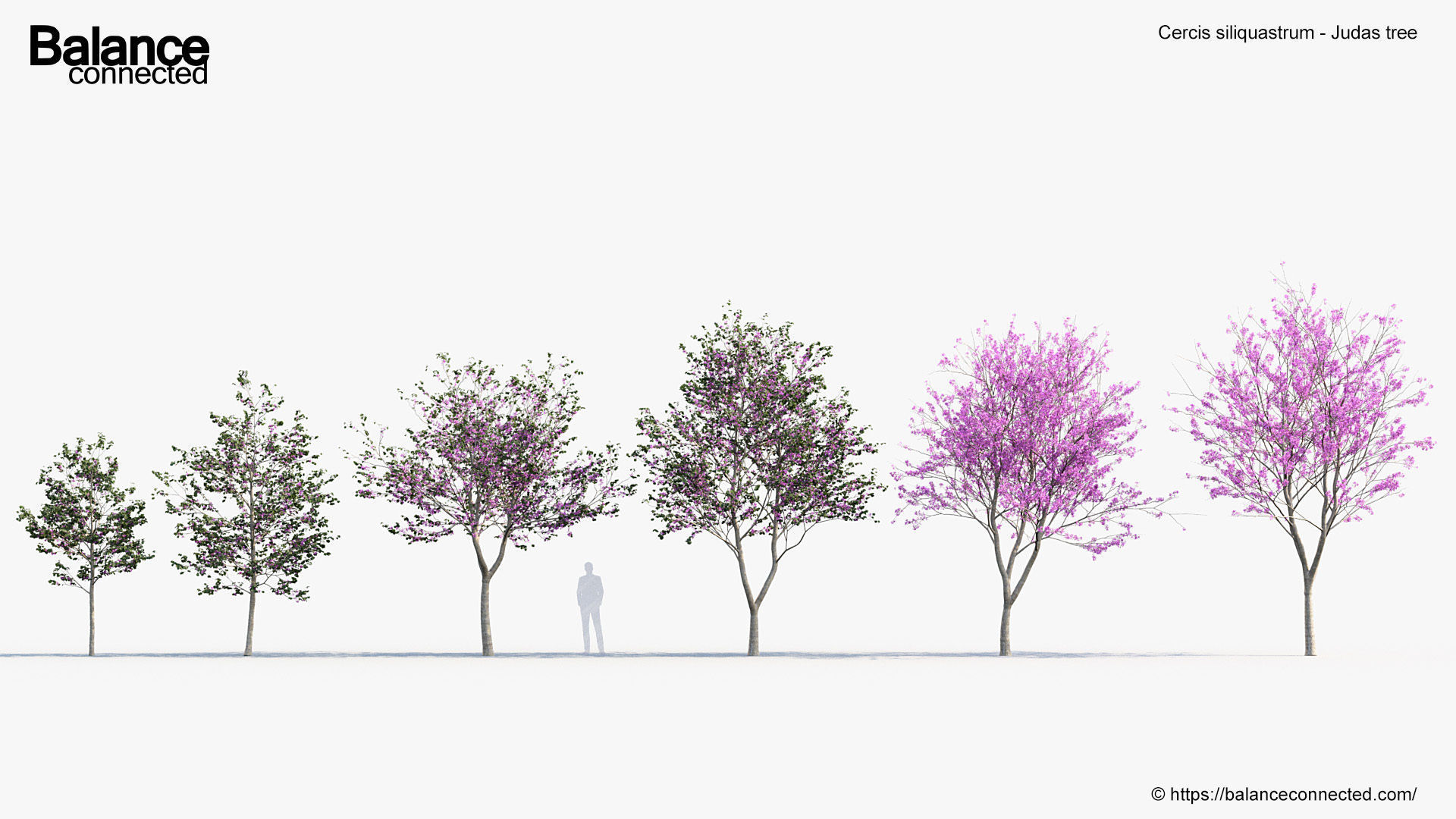 Cercis siliquastrum Judas tree 3D model_1