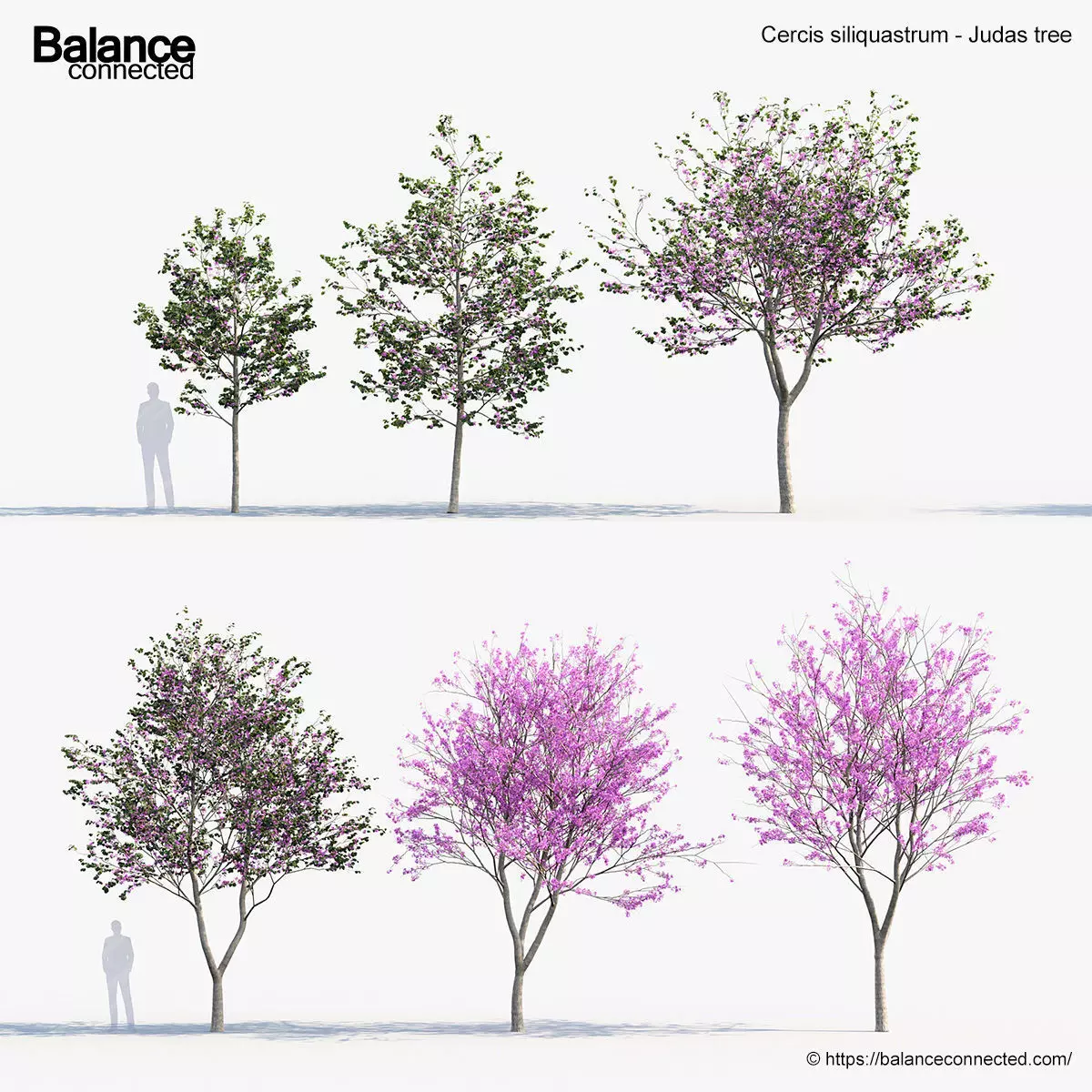Cercis siliquastrum Judas tree 3D model_0