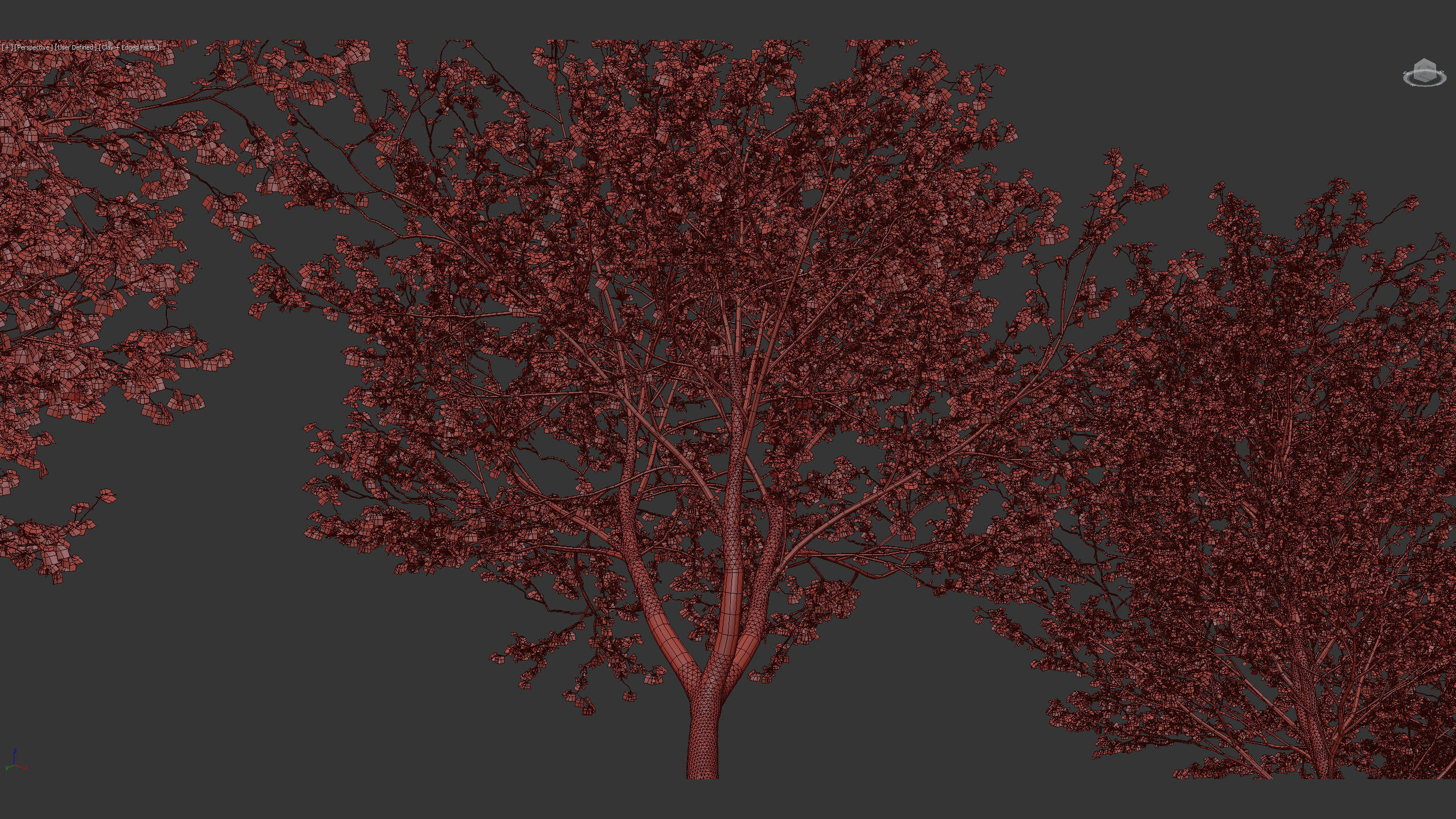 Cercis siliquastrum Judas tree 3D model_12