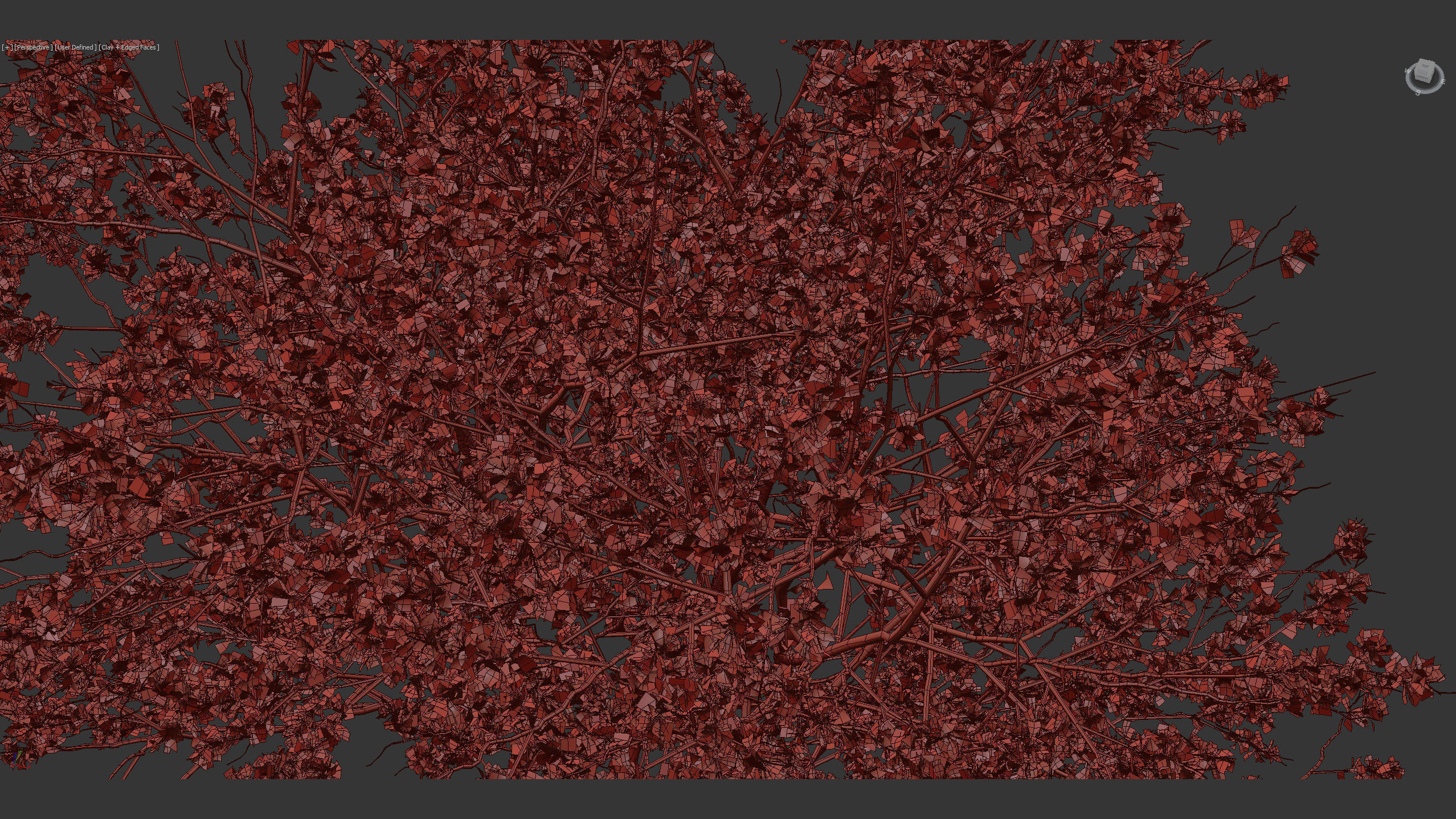 Cercis siliquastrum Judas tree 3D model_14