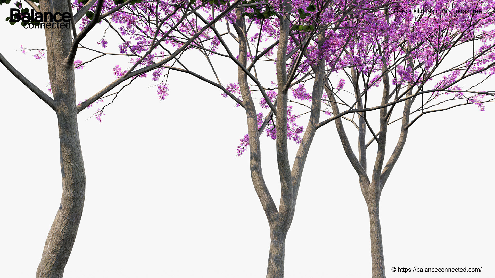 Cercis siliquastrum Judas tree 3D model_6