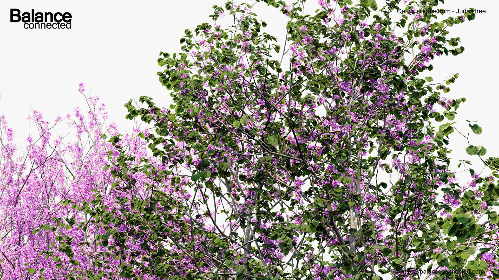 Cercis siliquastrum Judas tree 3D model_7