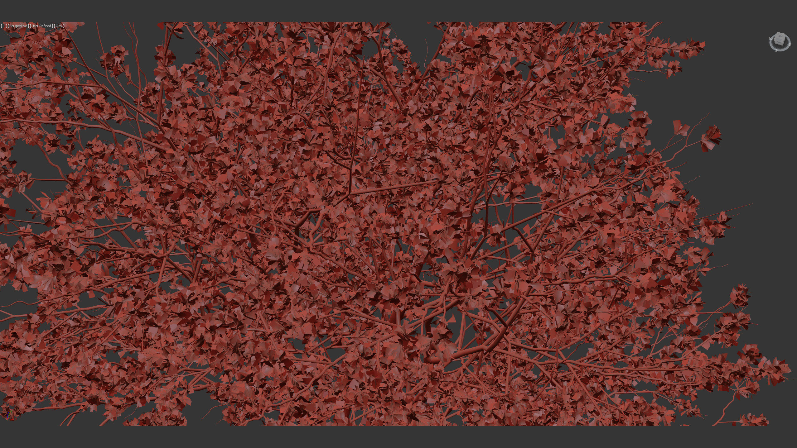 Cercis siliquastrum Judas tree 3D model_13