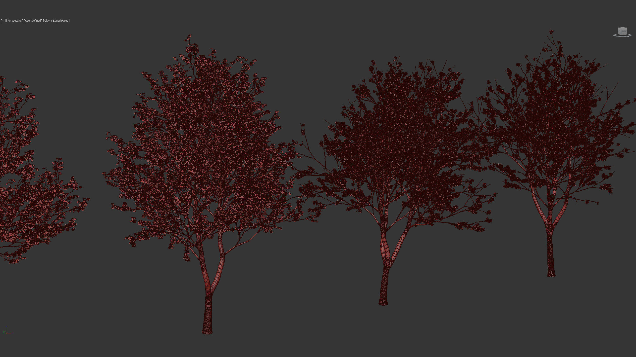 Cercis siliquastrum Judas tree 3D model_10