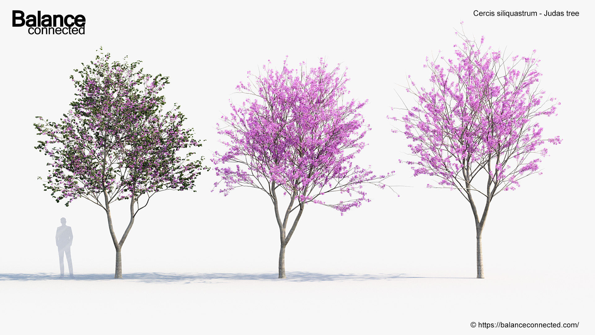 Cercis siliquastrum Judas tree 3D model_3