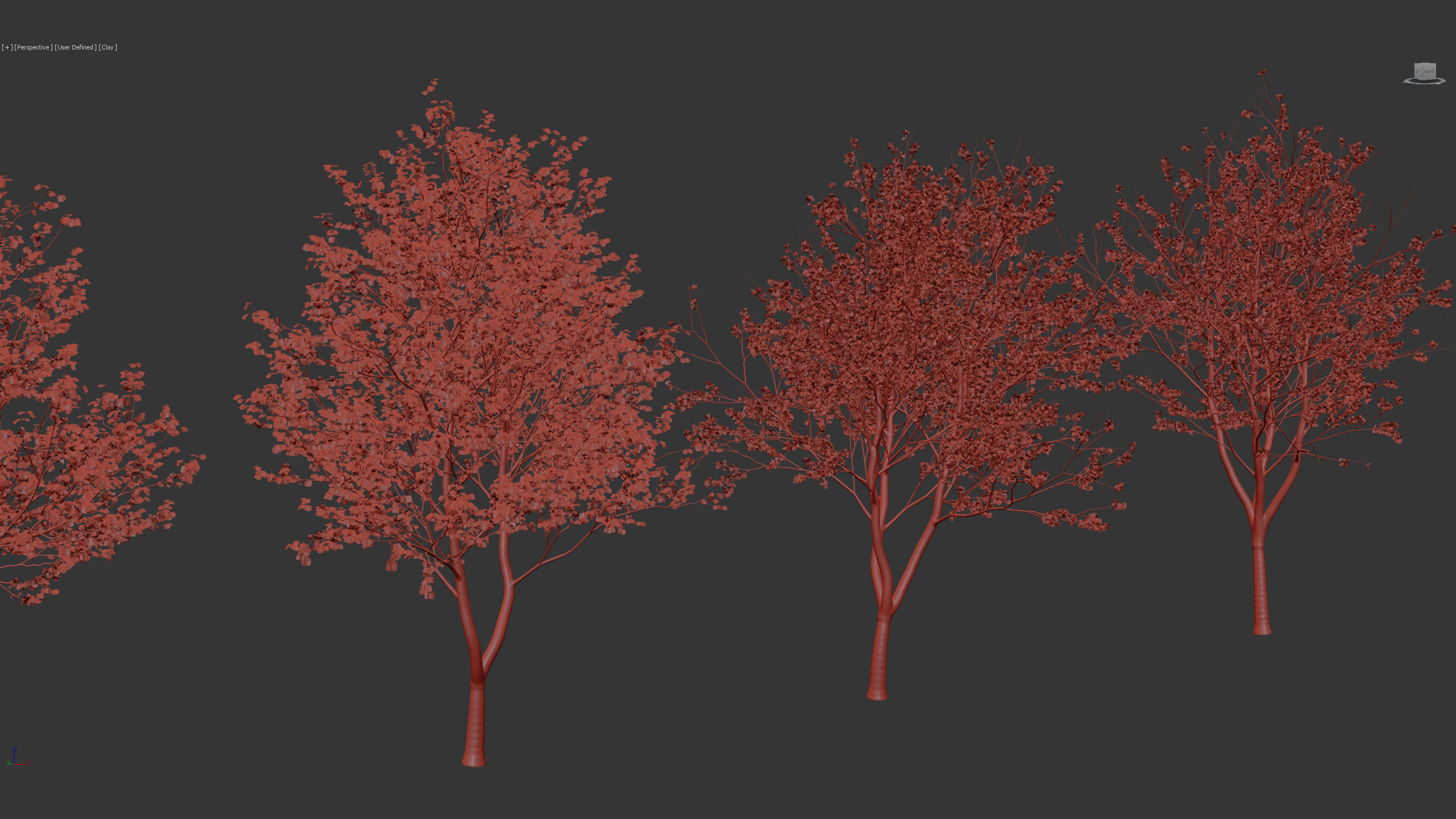 Cercis siliquastrum Judas tree 3D model_9