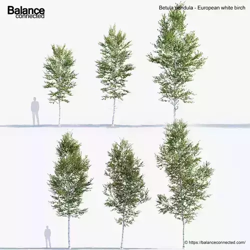Betula pendula European white birch 3D model