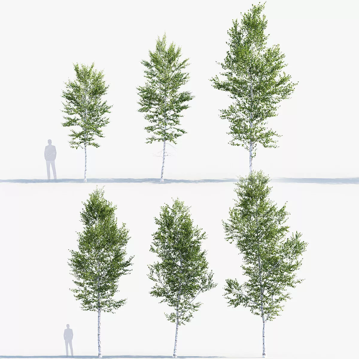 Betula pendula - European white birch 3D model