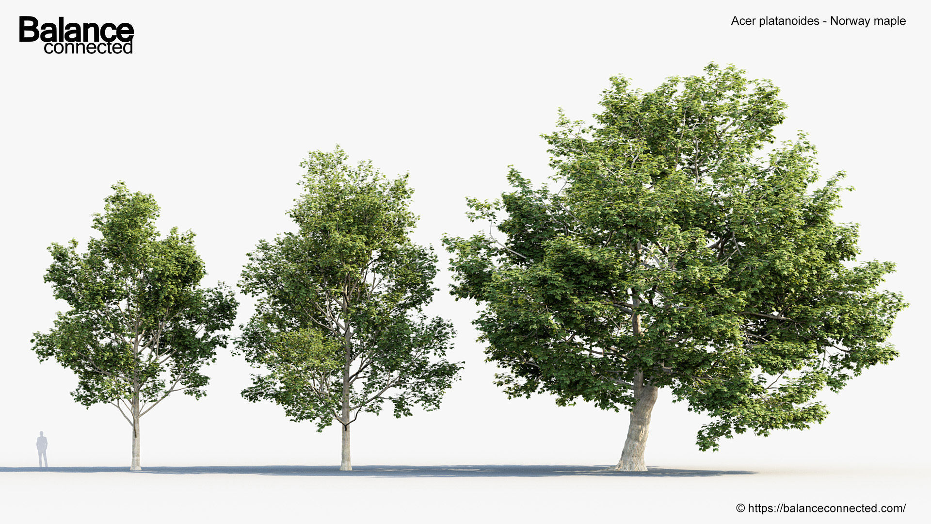 Acer platanoides Norway maple 3D model_3