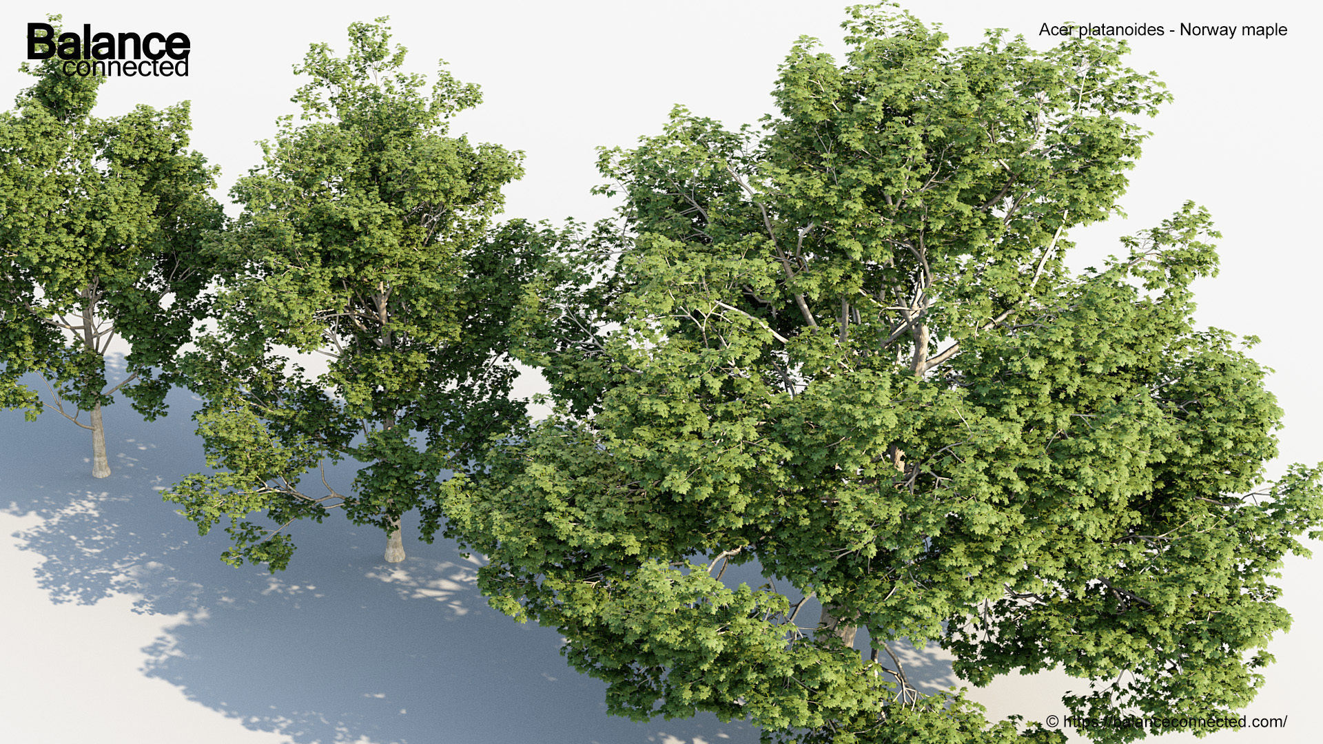 Acer platanoides Norway maple 3D model_4