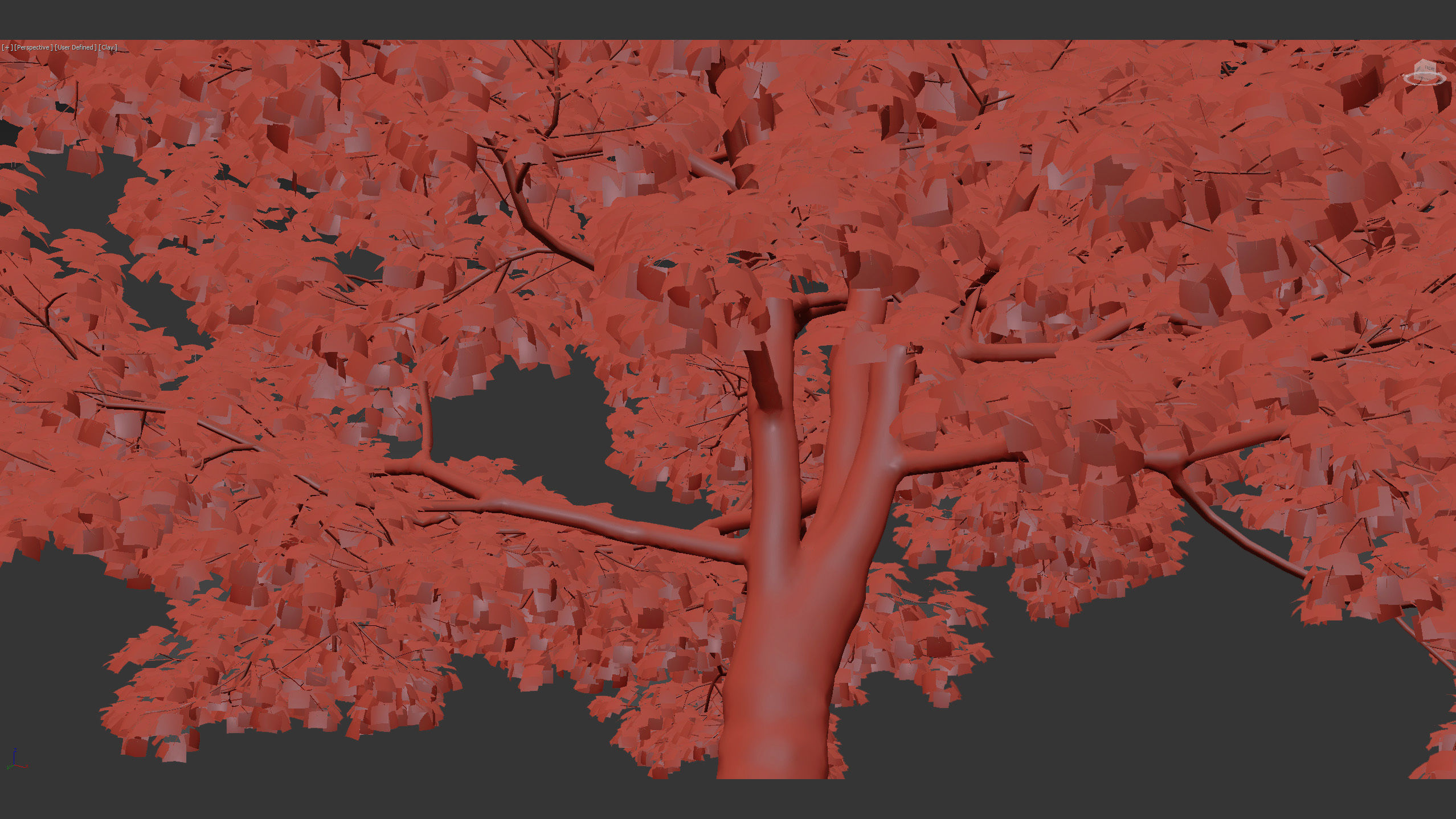 Acer platanoides Norway maple 3D model_9