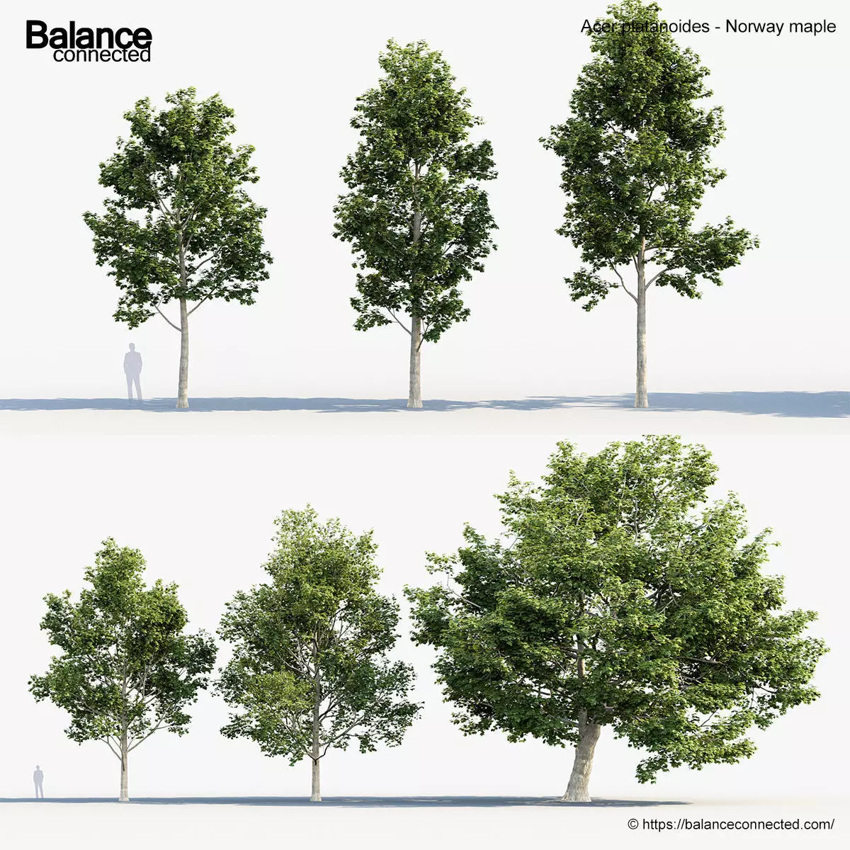 Acer platanoides Norway maple 3D model_0