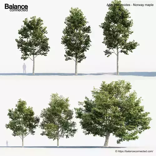 Acer platanoides Norway maple