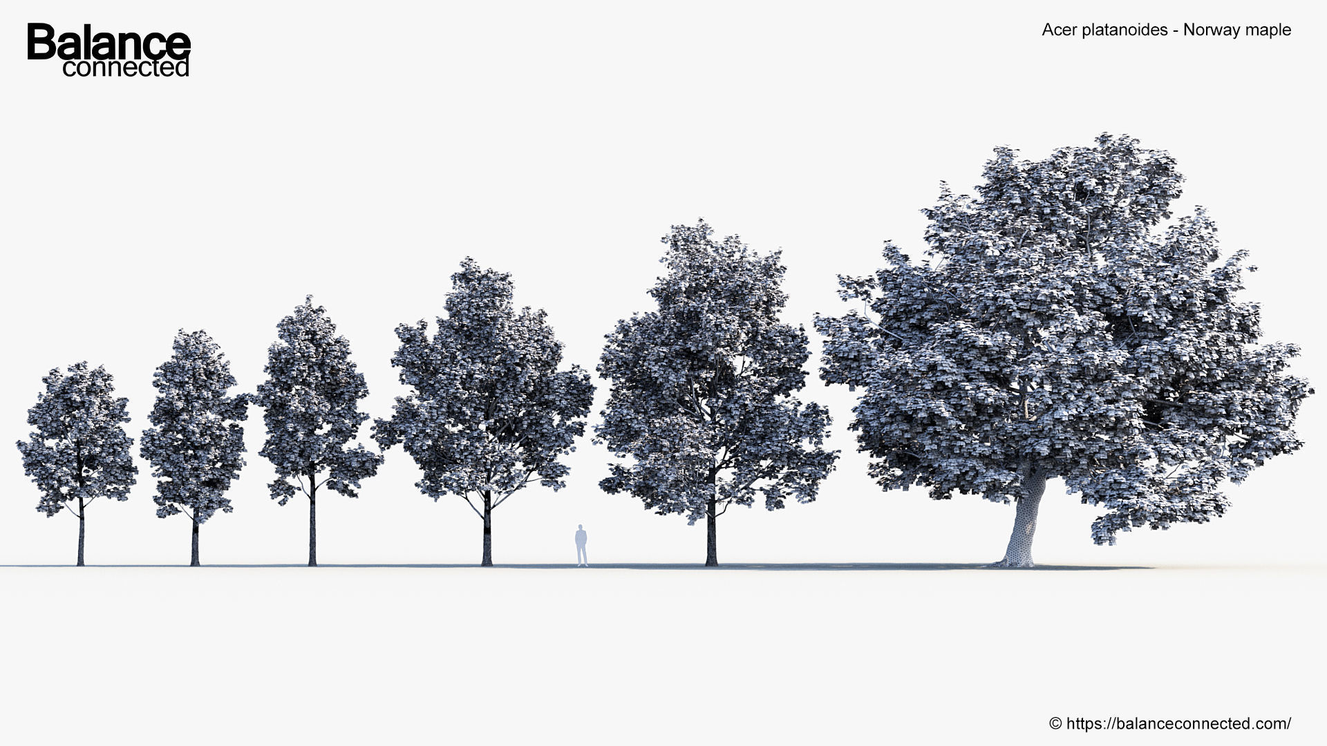 Acer platanoides Norway maple 3D model_6