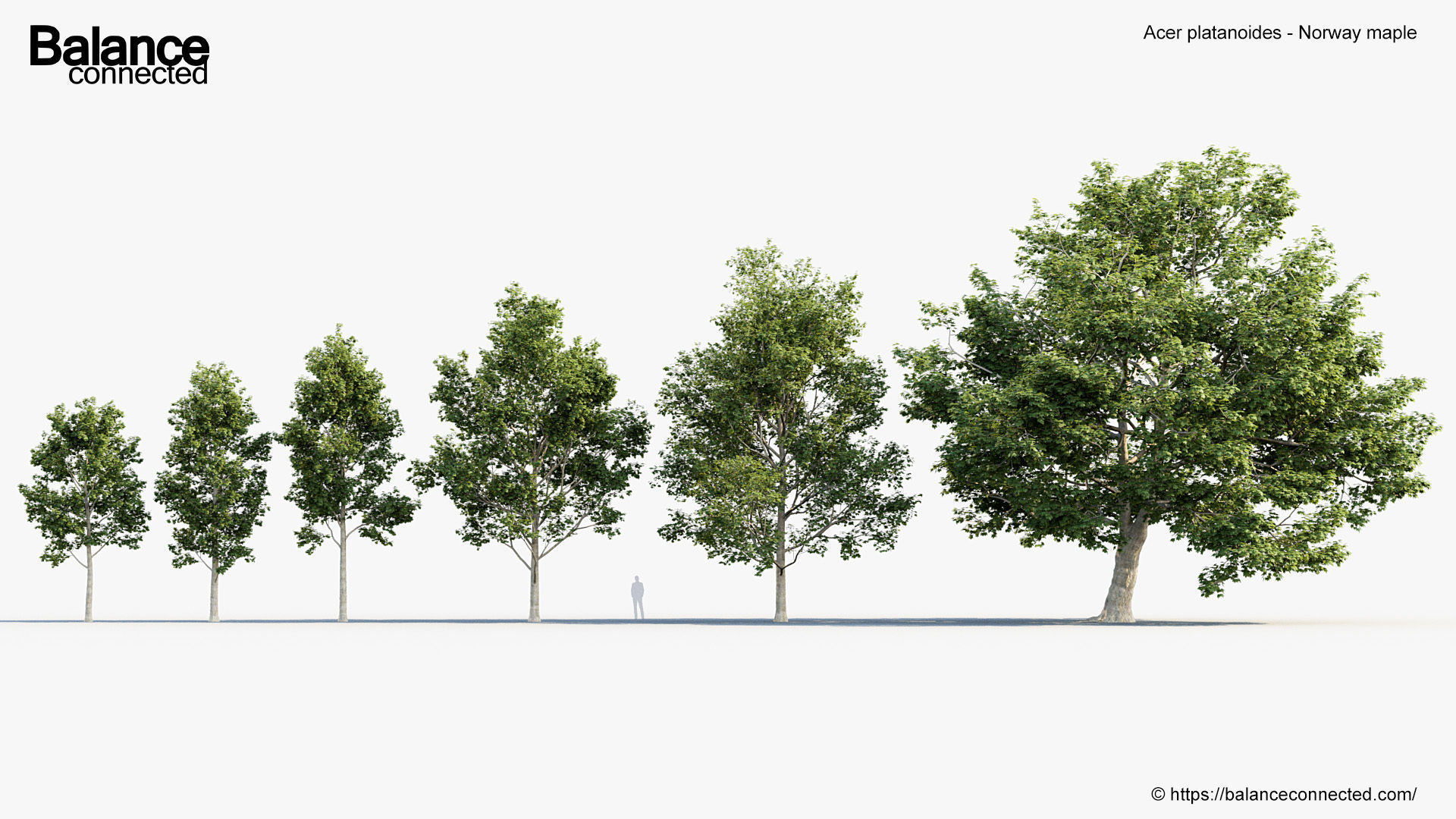 Acer platanoides Norway maple 3D model_1