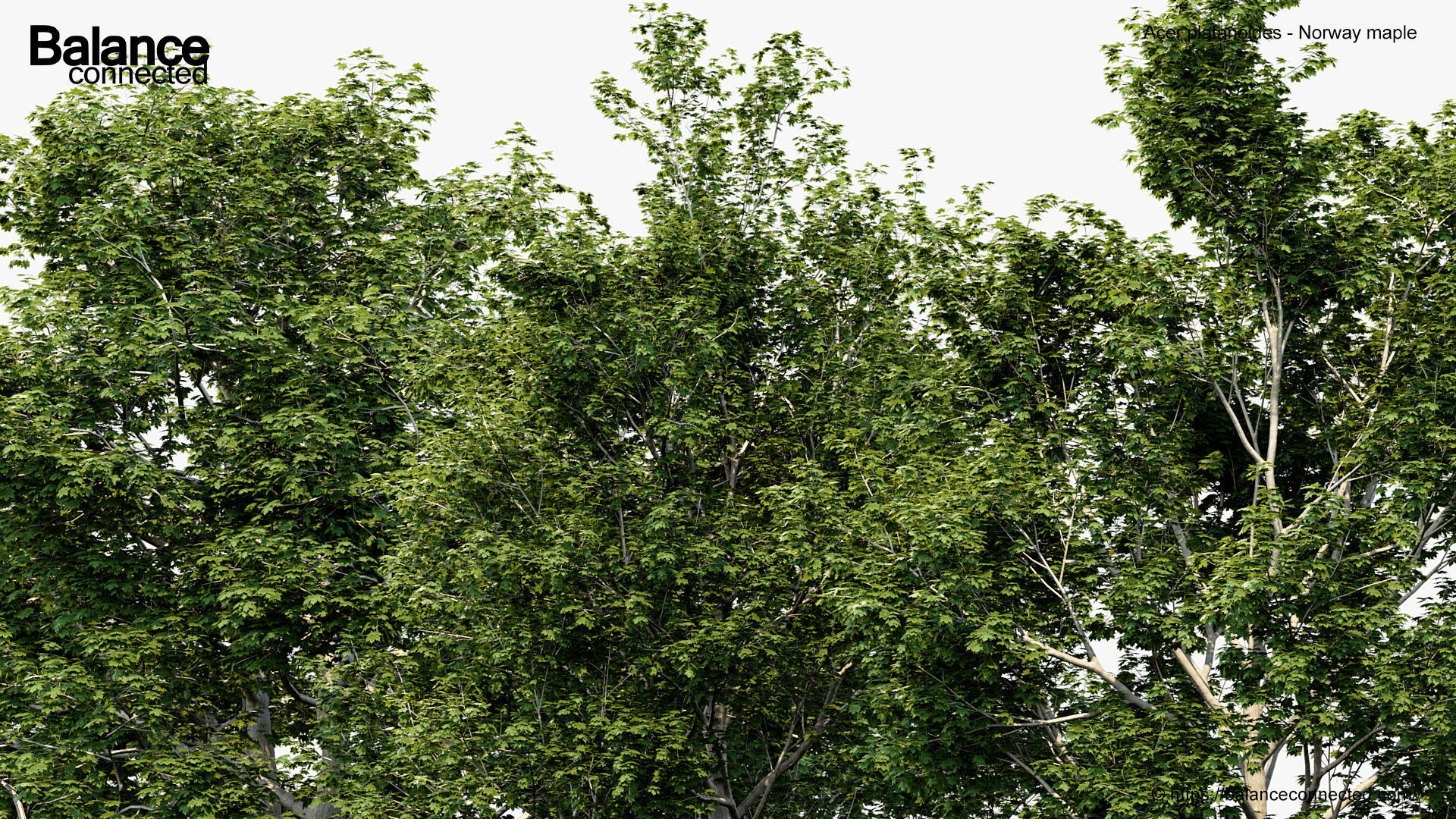 Acer platanoides Norway maple 3D model_5