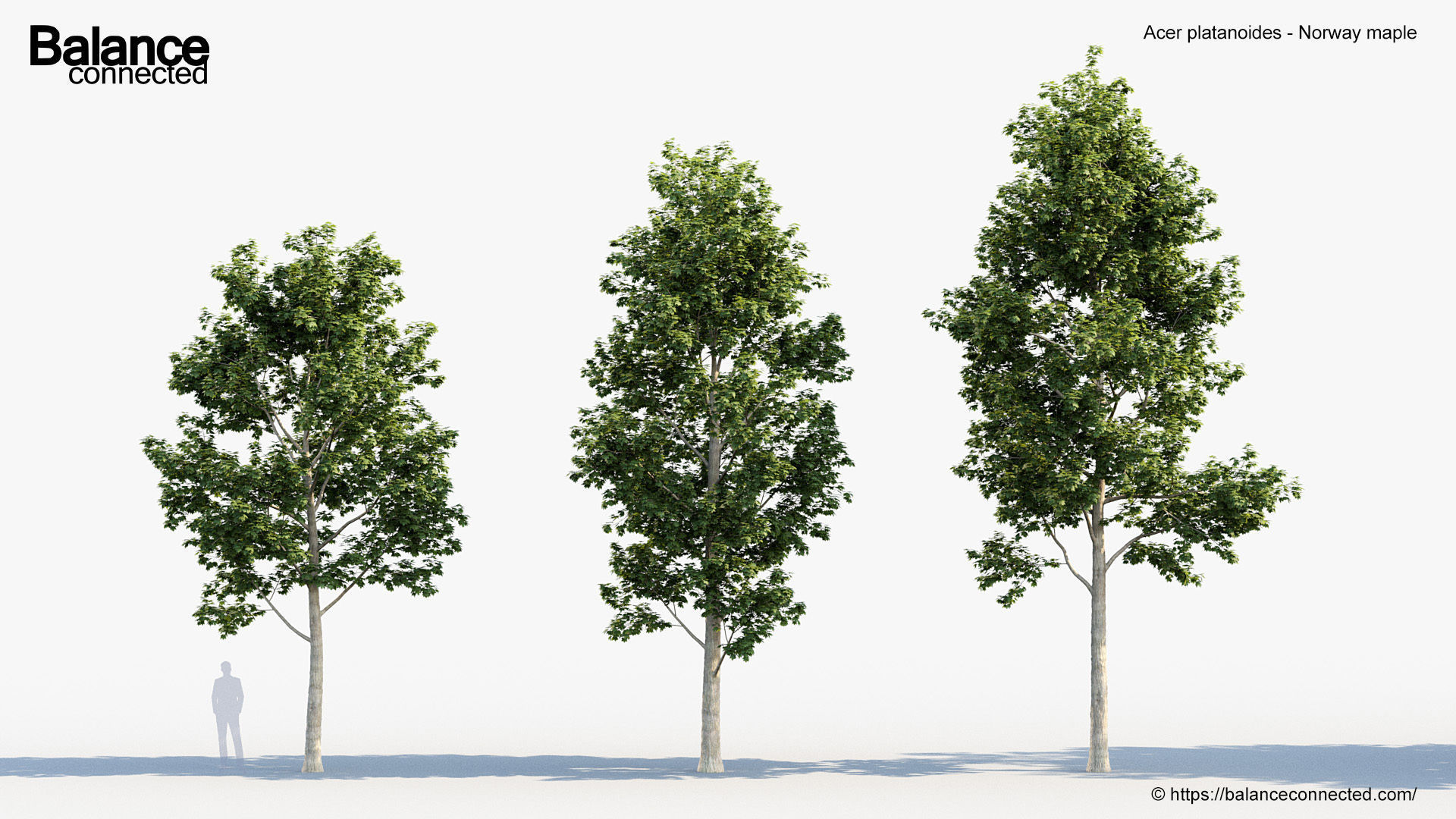 Acer platanoides Norway maple 3D model_2