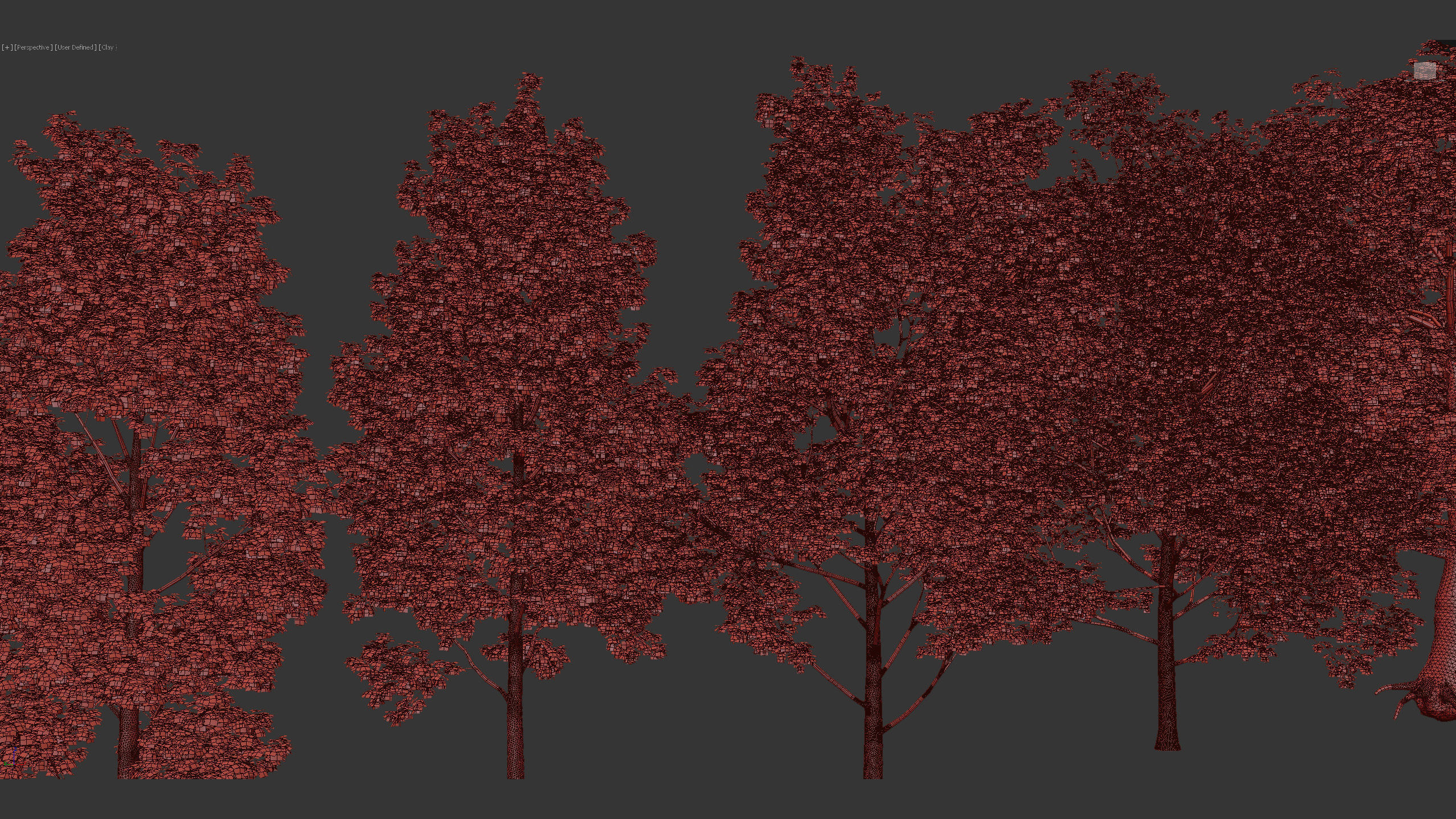 Acer platanoides Norway maple 3D model_8