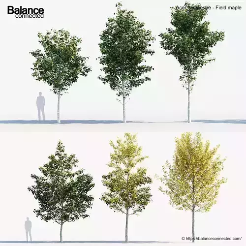 Acer campestre   Field maple