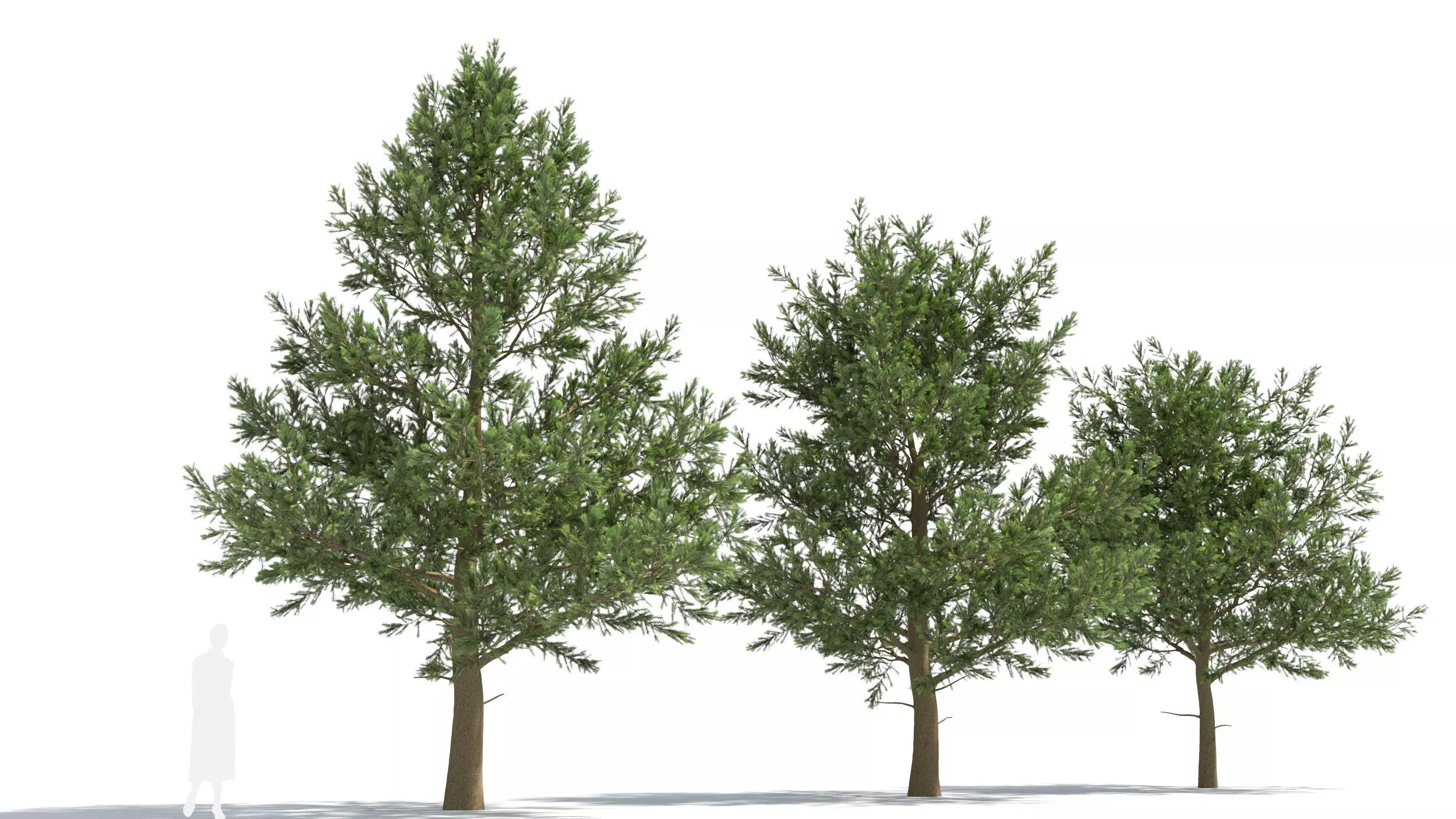 Picea 3D model