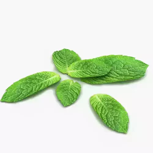 Mint leaf 3D model