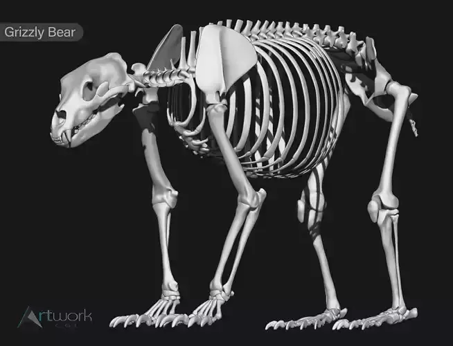 Grizzly Bear skeleton 3D model