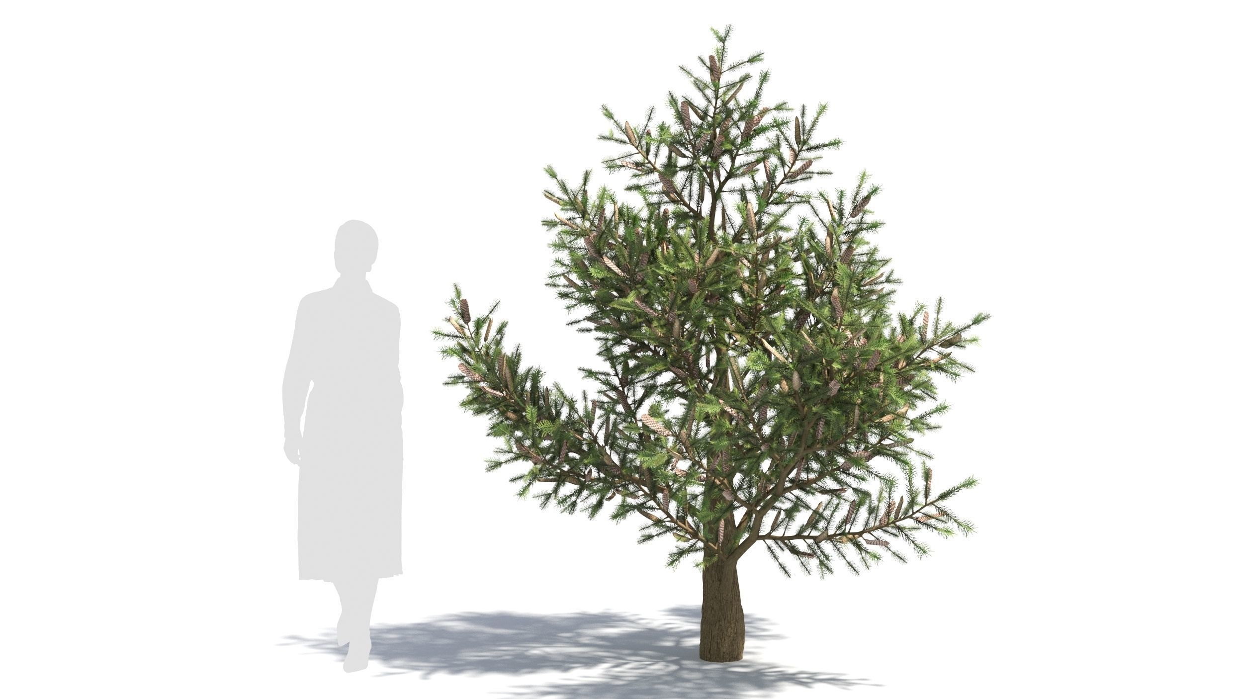 Picea 3D model_5