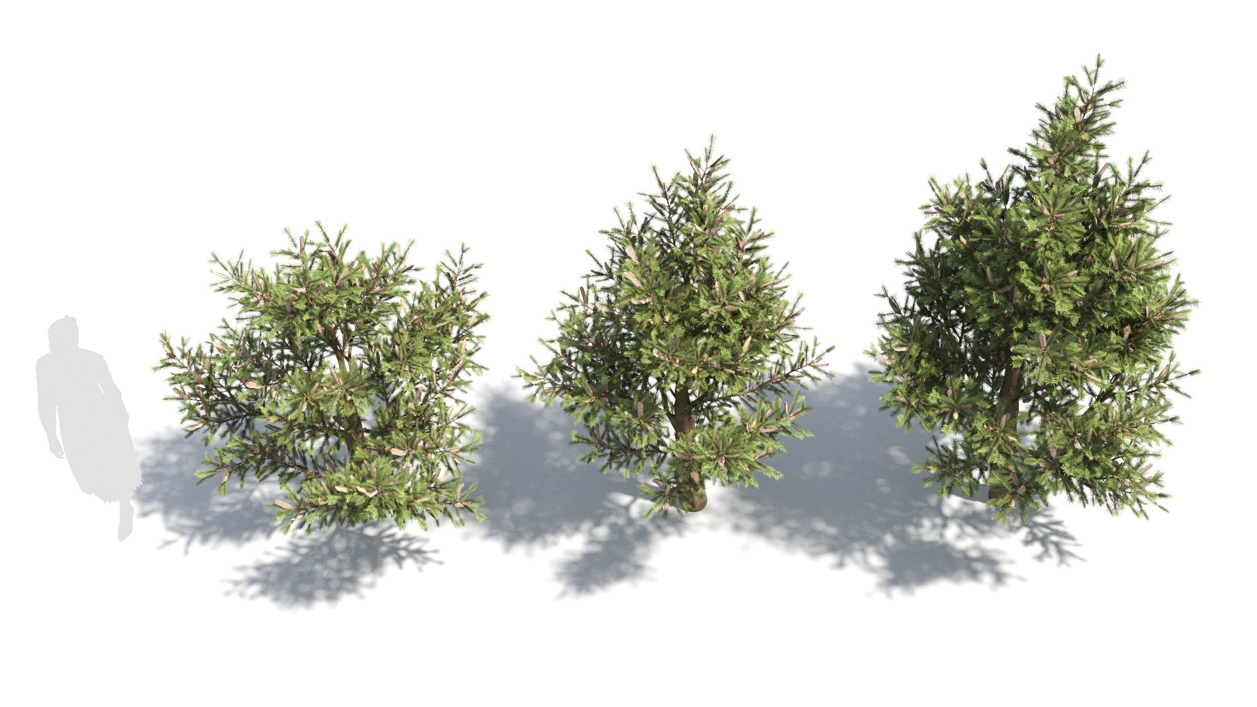 Picea 3D model_2