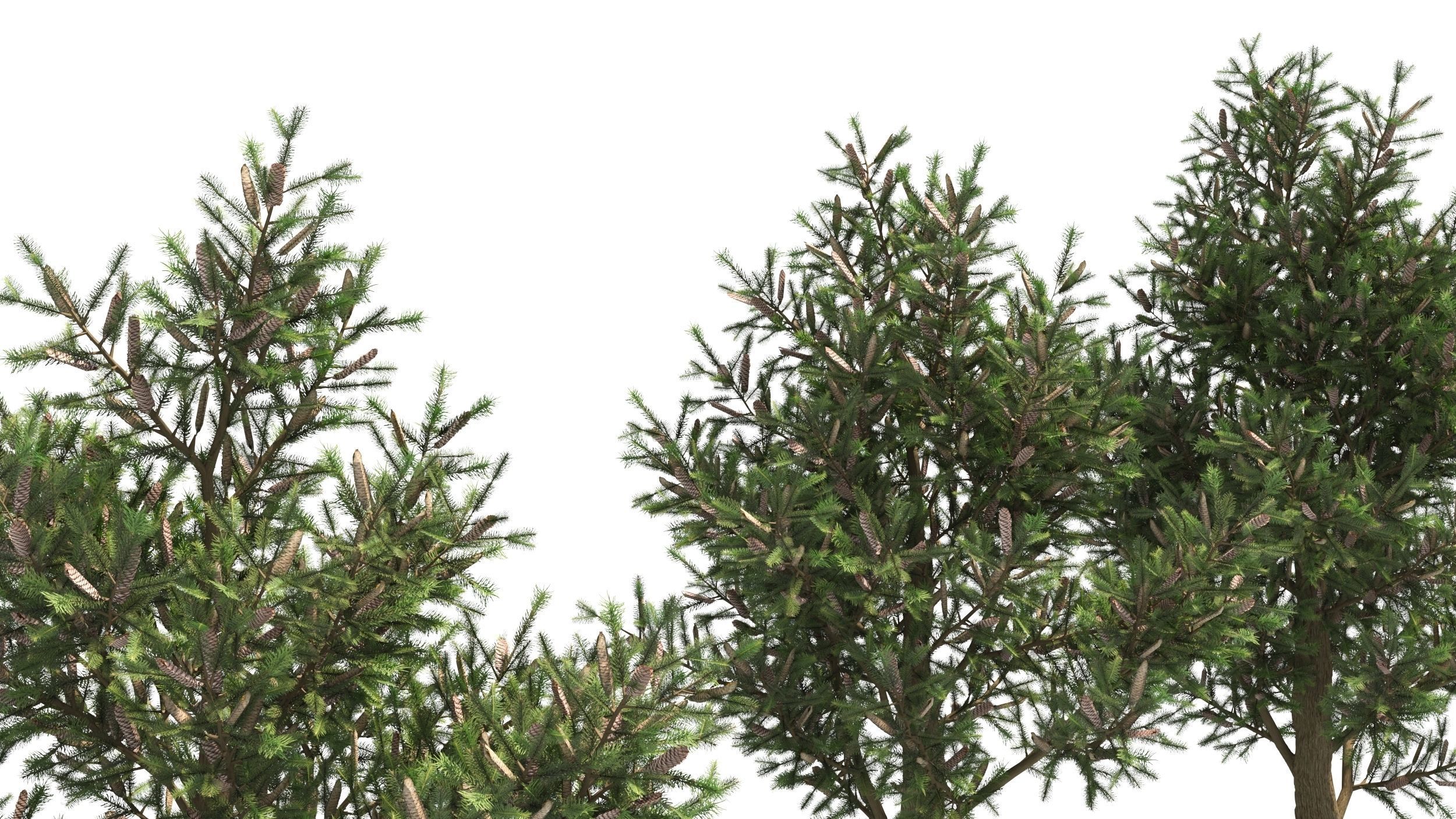Picea 3D model_4